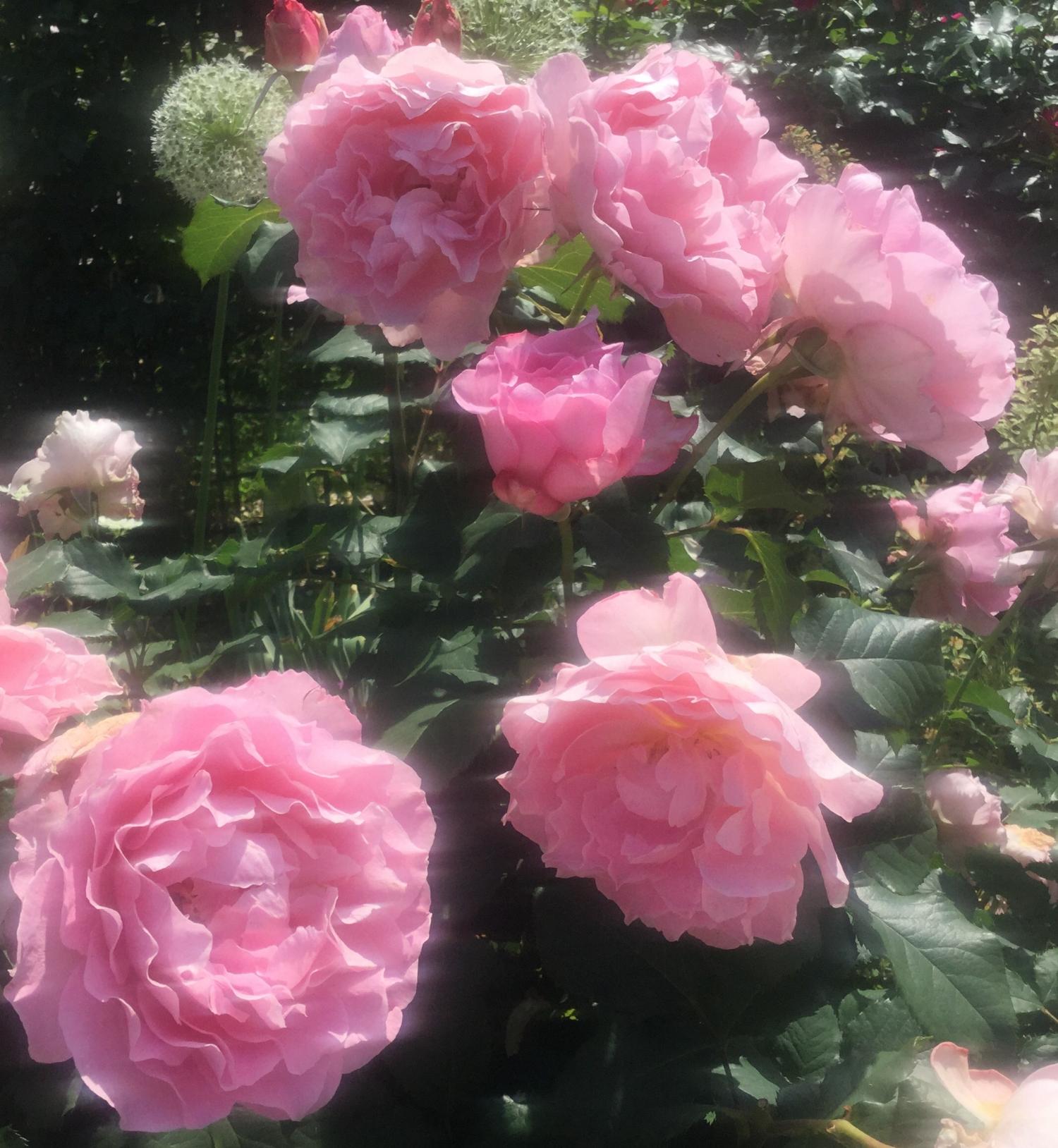 魅惑の薔薇ー四季の香ローズガーデンを彩る薔薇ー 3
