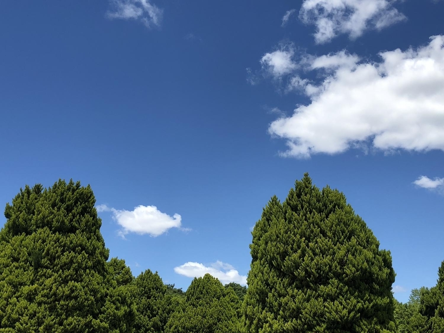 気持ちよく晴れた空