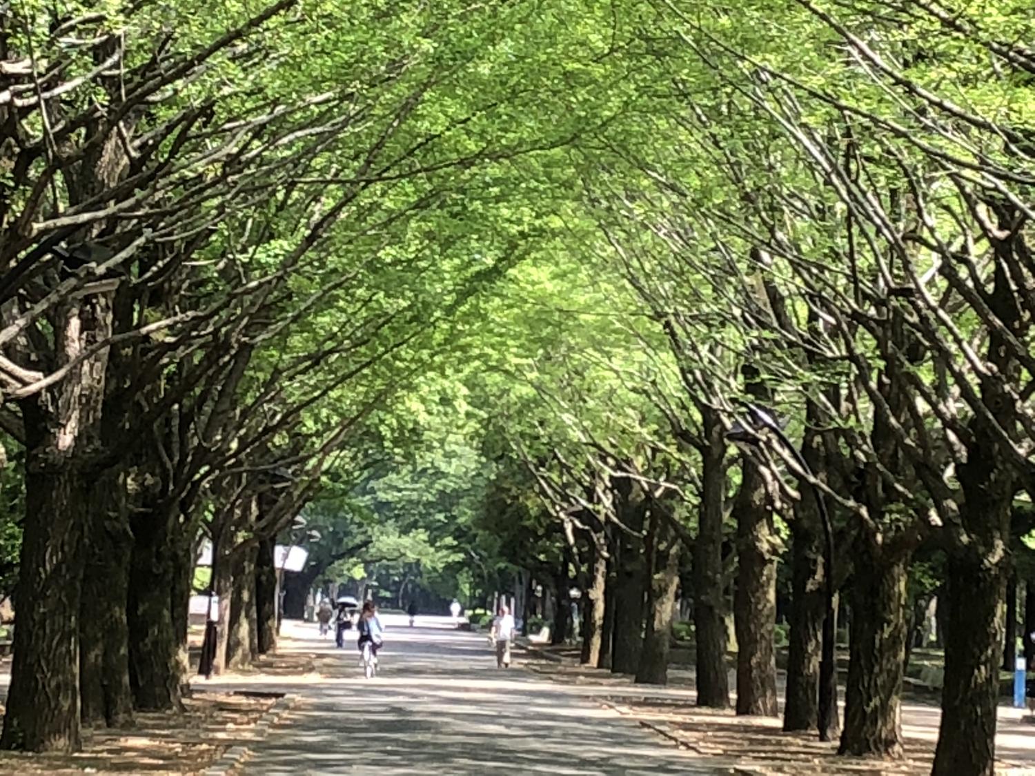 若葉の銀杏並木 2