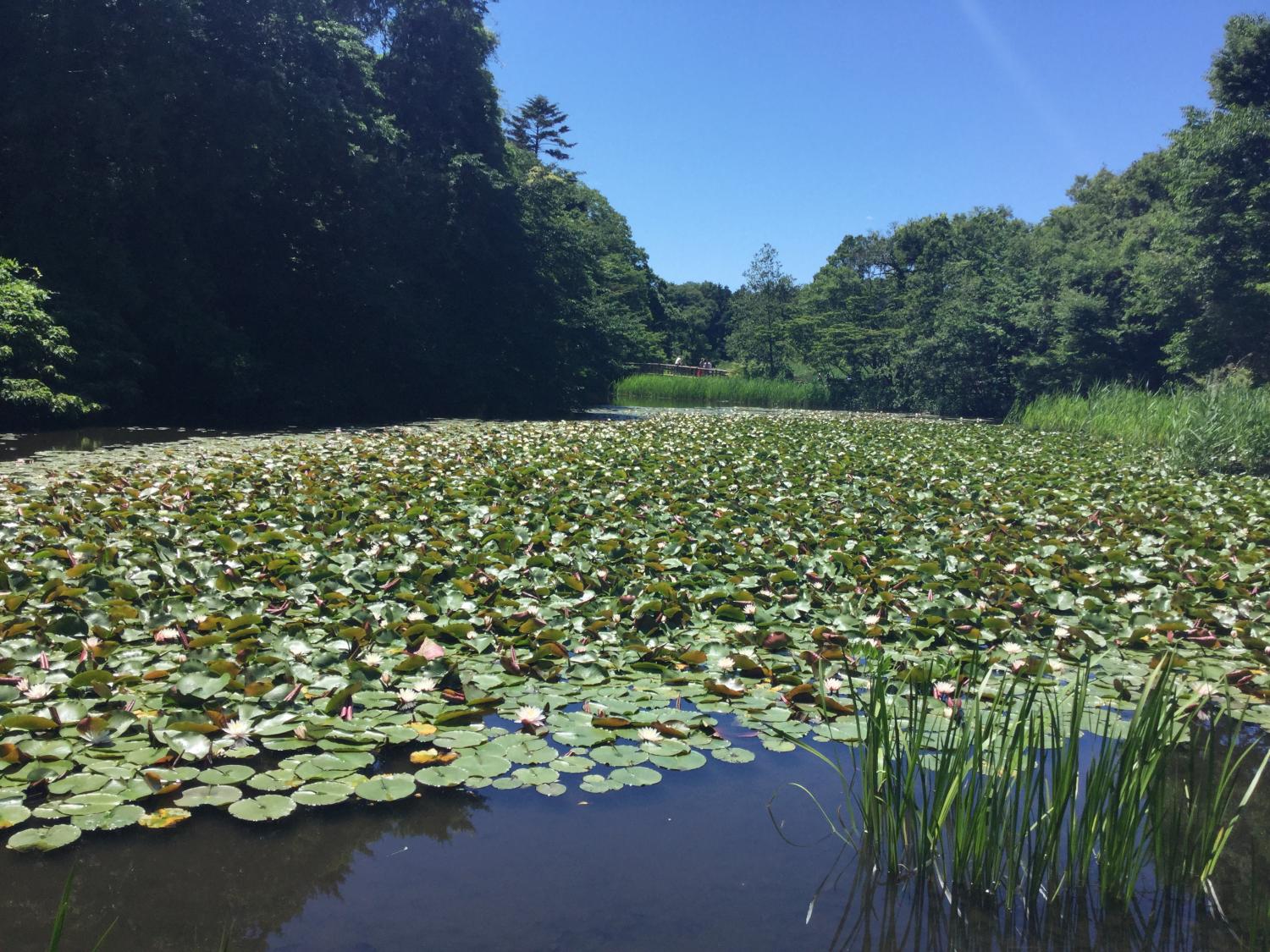 五月晴れの三宝寺池 3