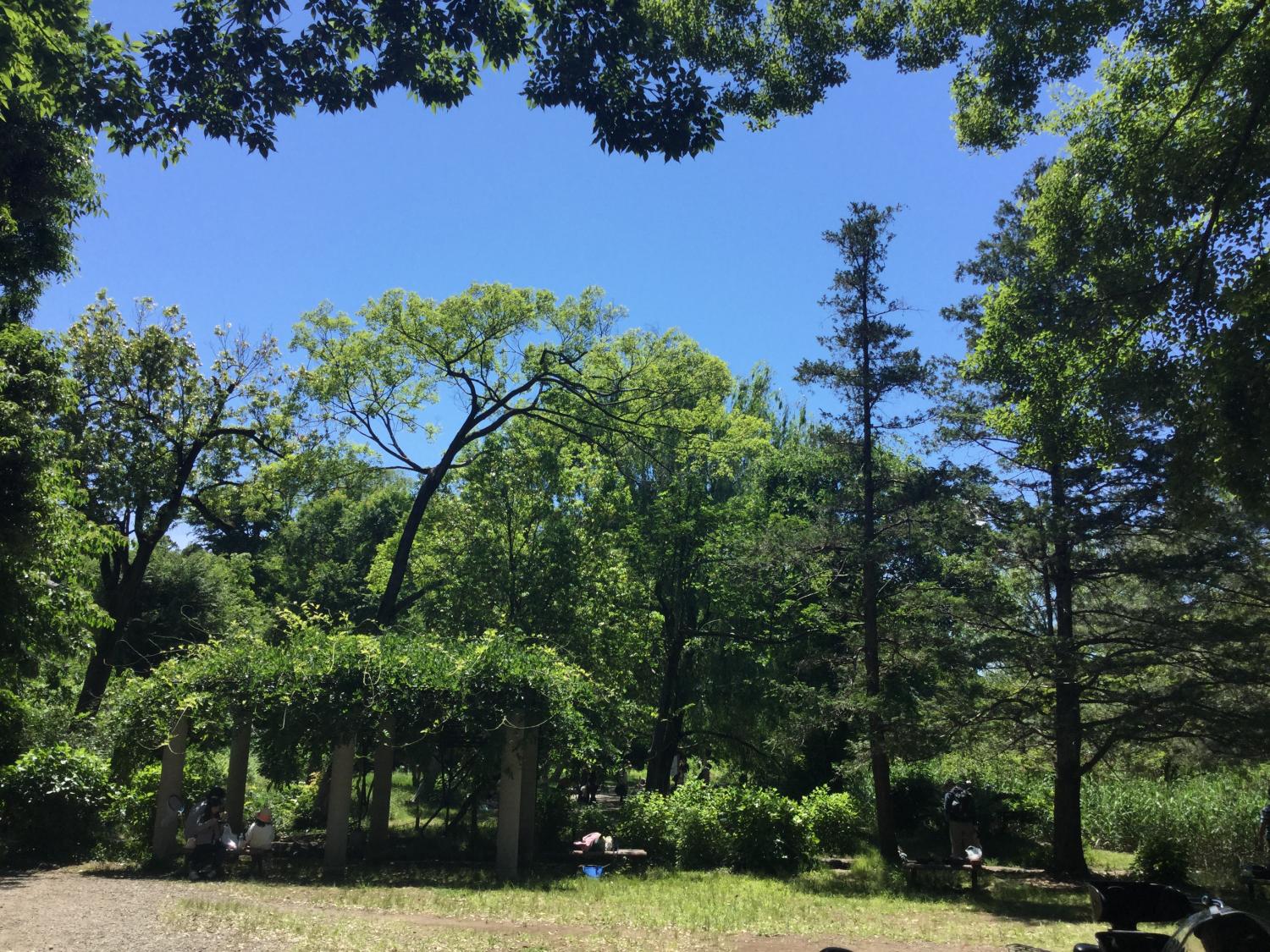 五月晴れの三宝寺池 4