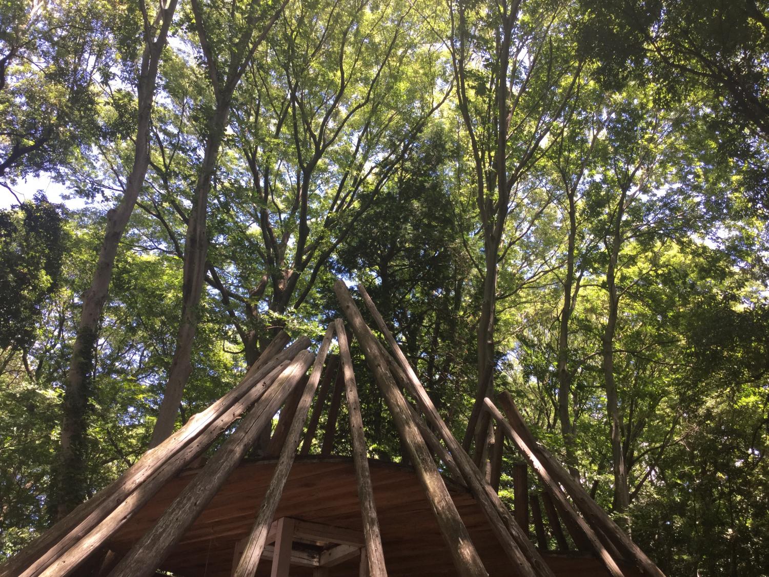 こもれびの庭 1