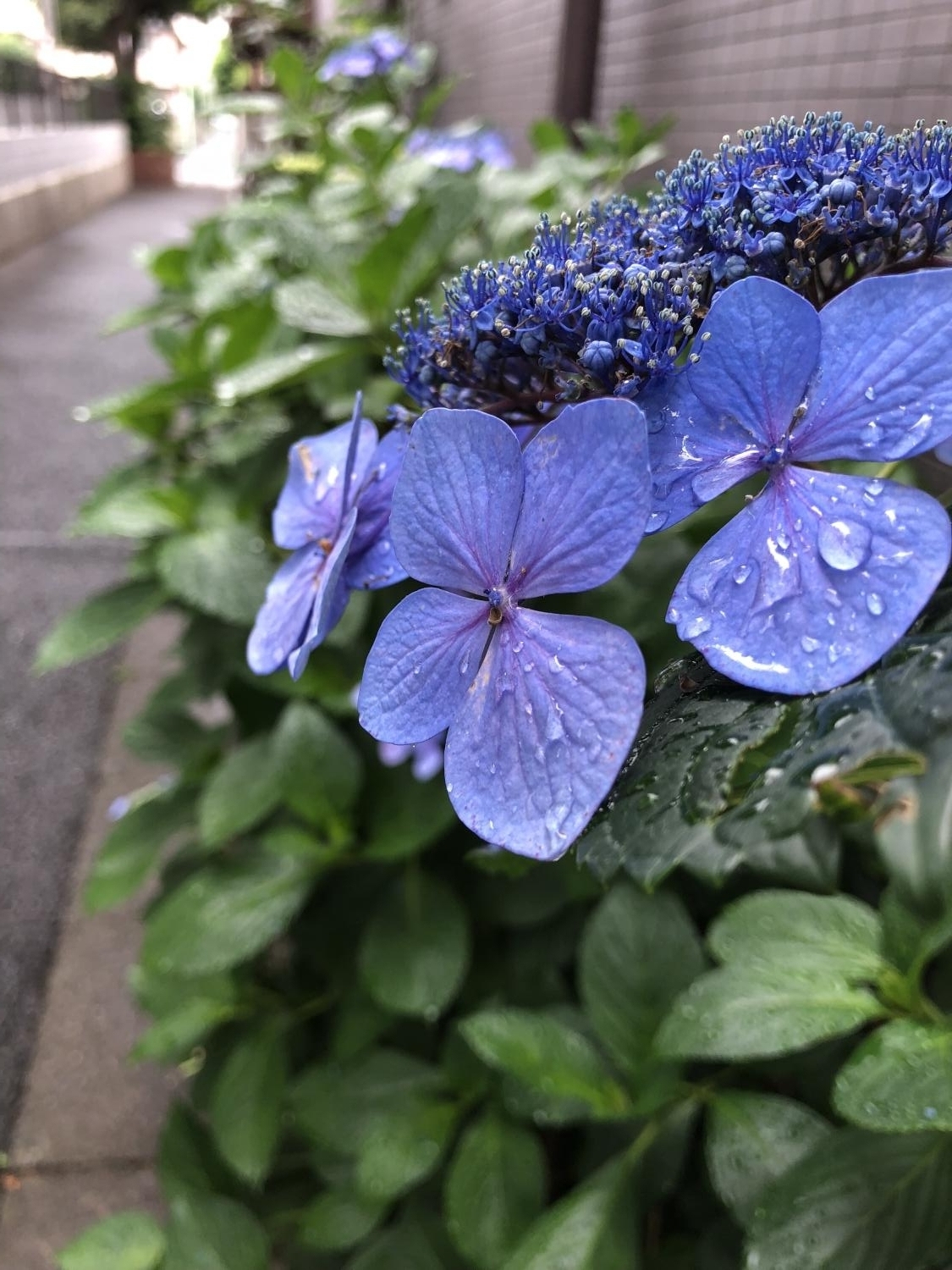 梅雨入り 1