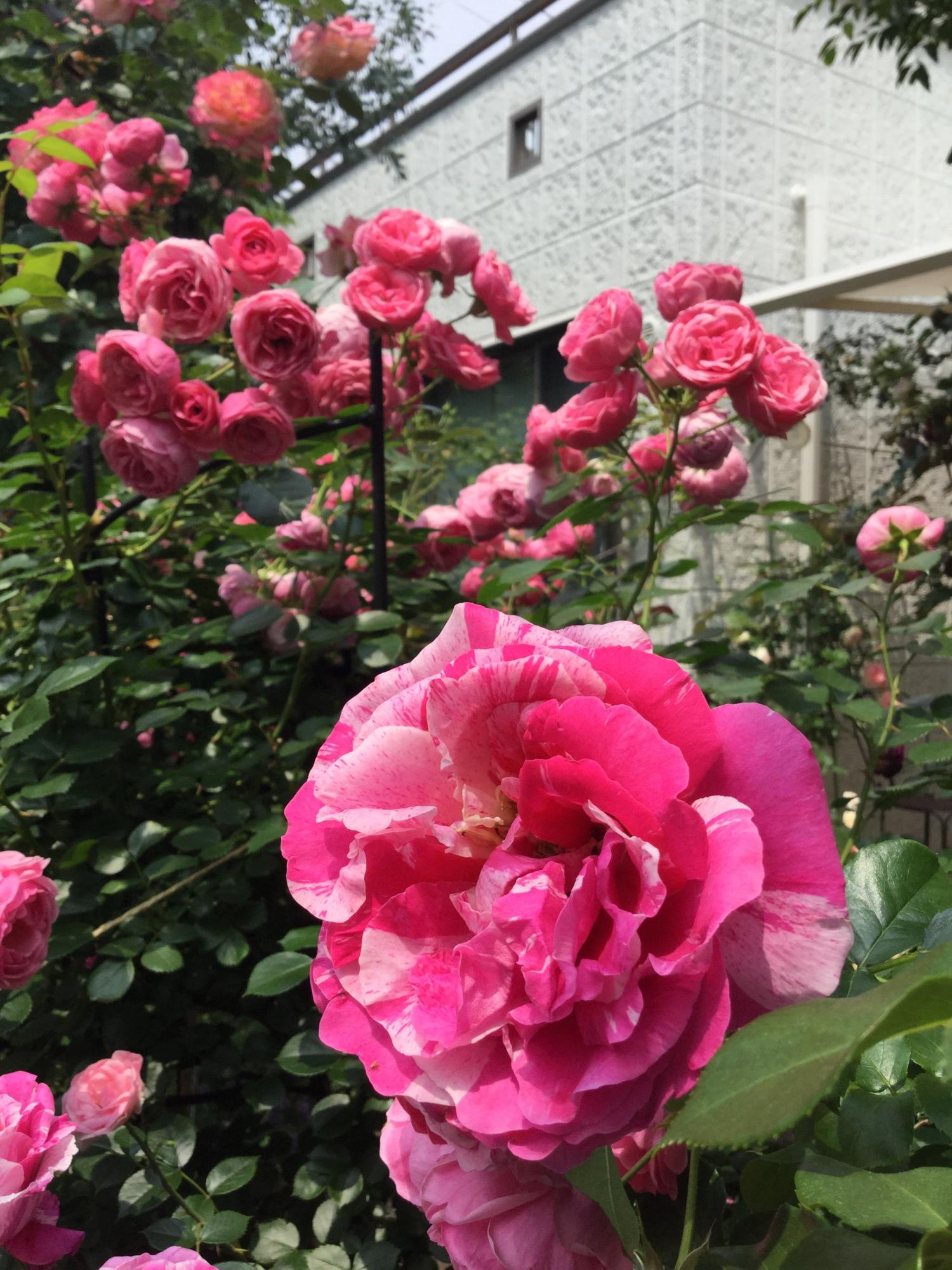 オープンガーデンー素敵なお庭ー 1