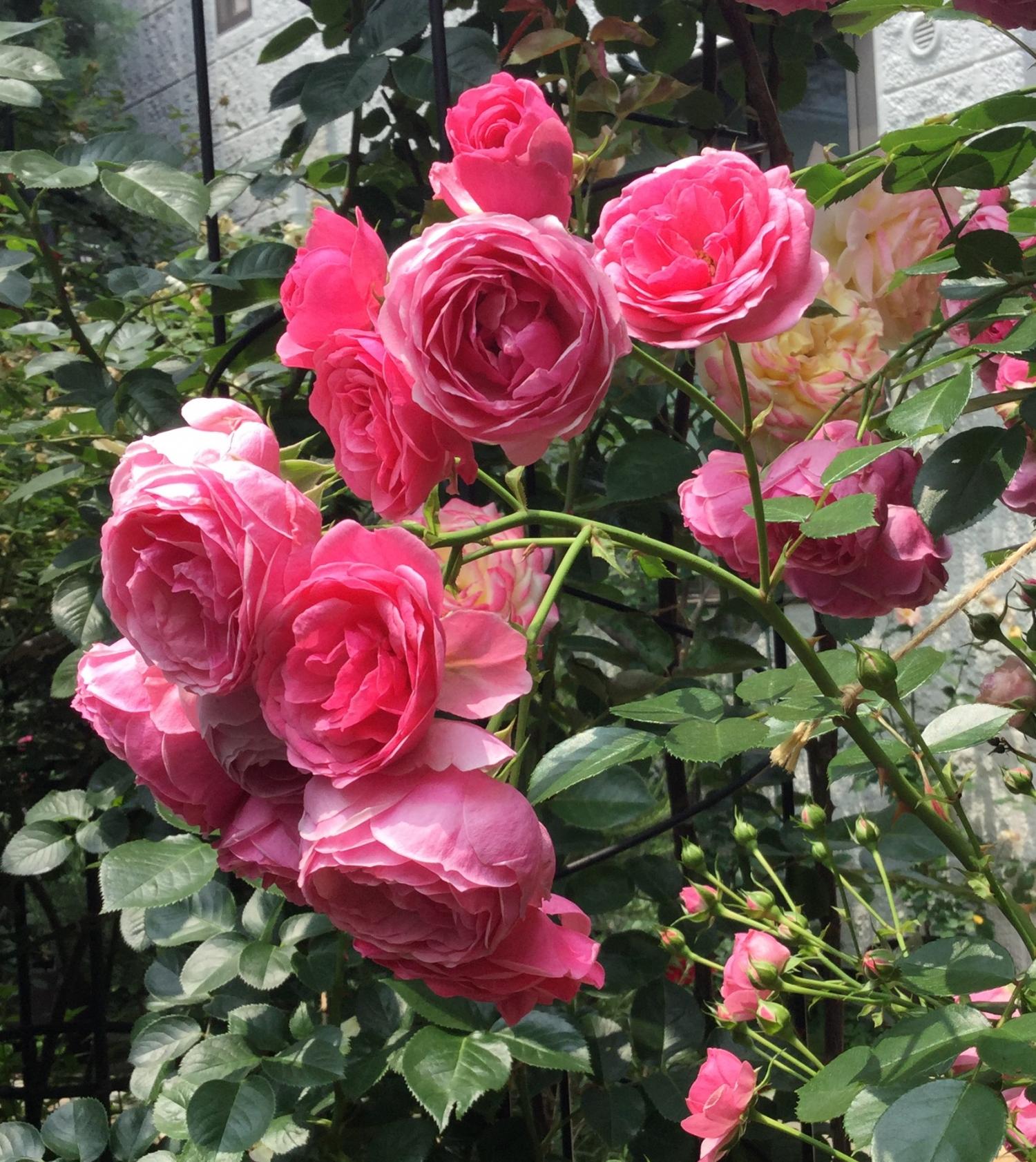 オープンガーデンー素敵なお庭ー 2