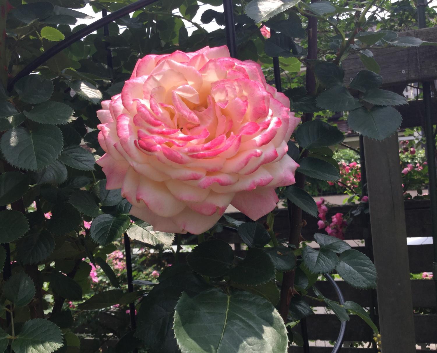 オープンガーデンー素敵なお庭ー 3