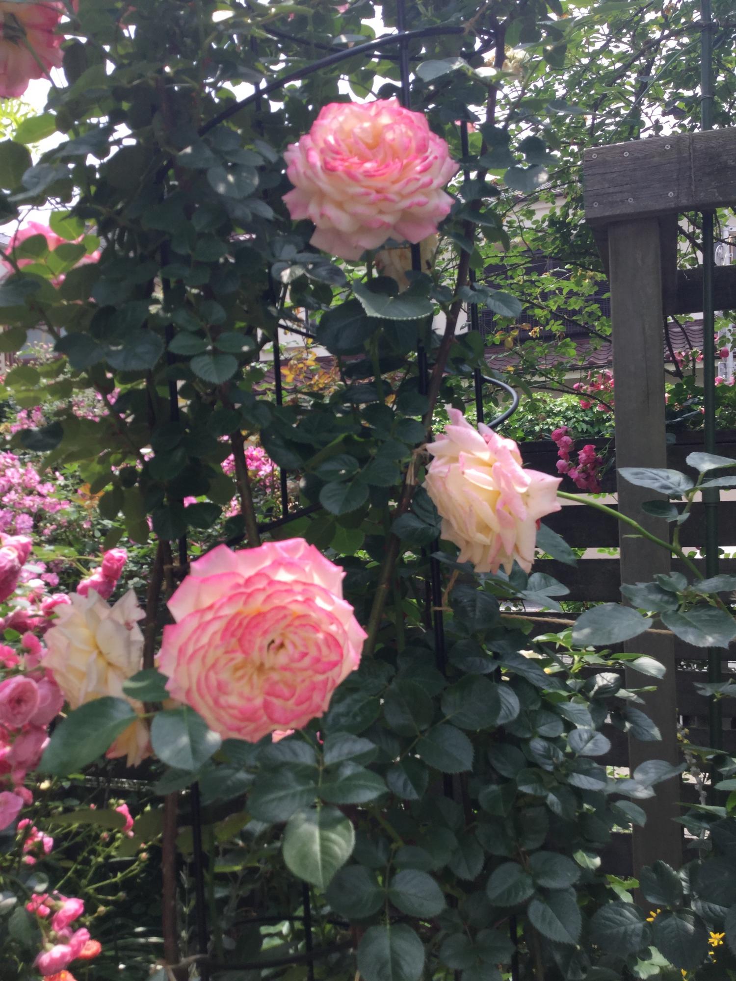 オープンガーデンー素敵なお庭ー 4