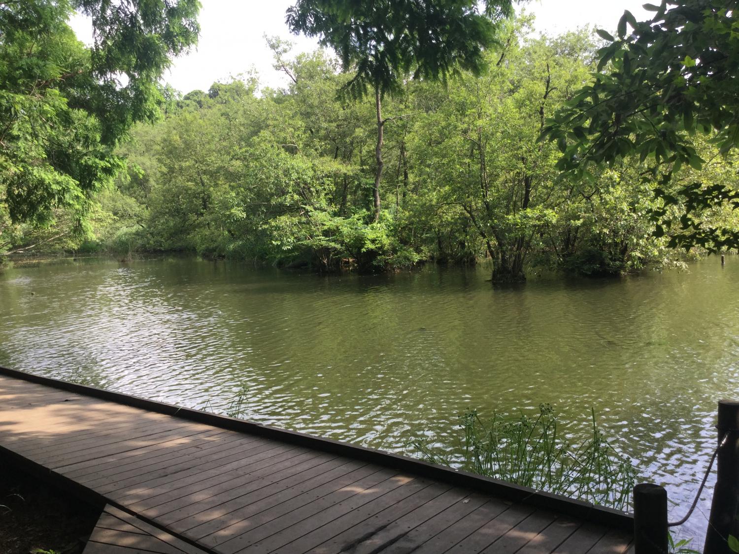 のどかなある日の三宝寺池 2