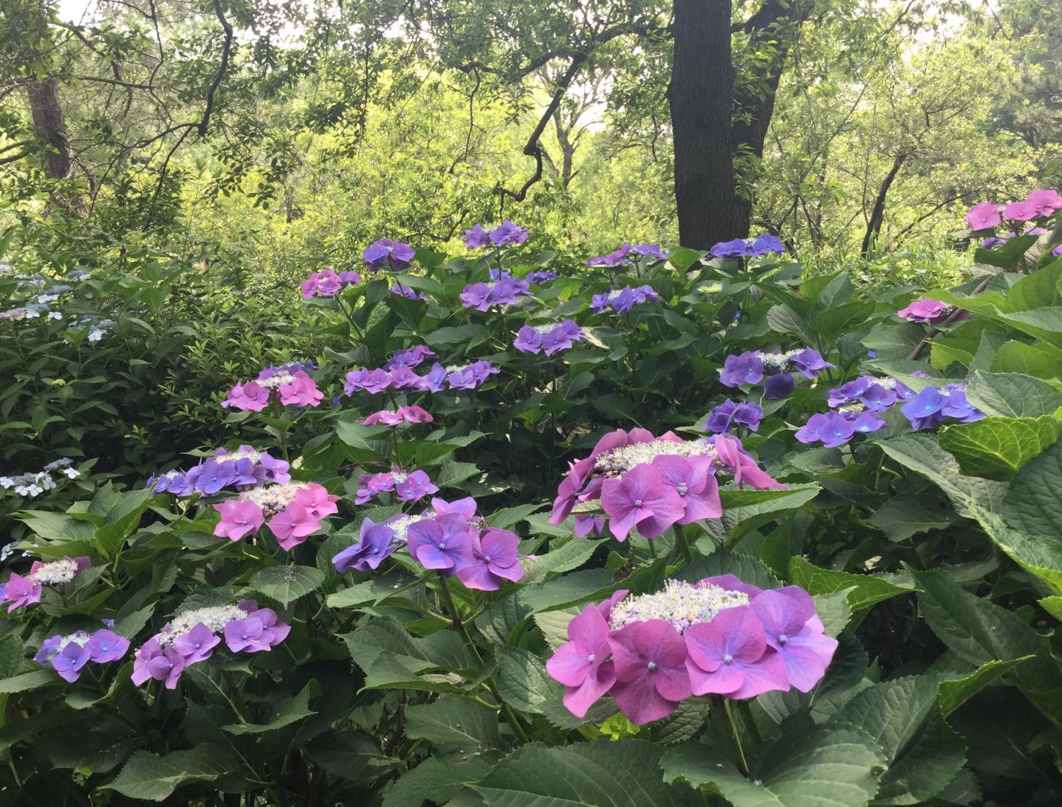 三宝寺池の紫陽花いろいろ