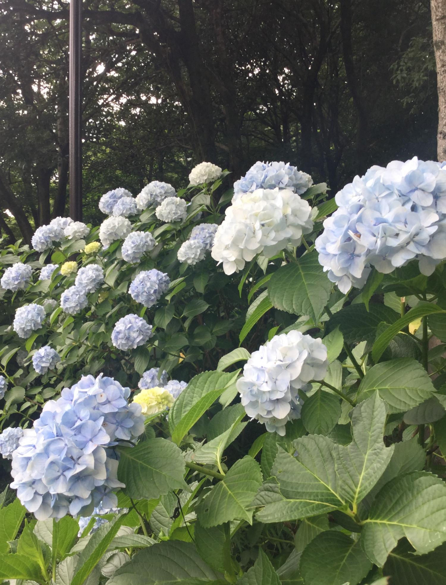 三宝寺池の紫陽花いろいろ 2