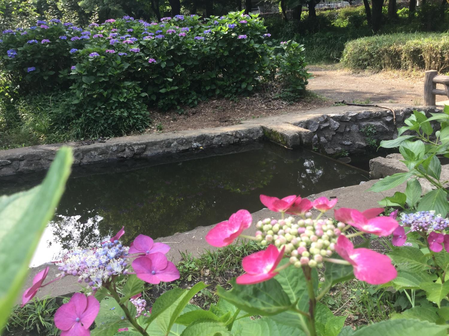 三宝寺池の紫陽花いろいろ 3