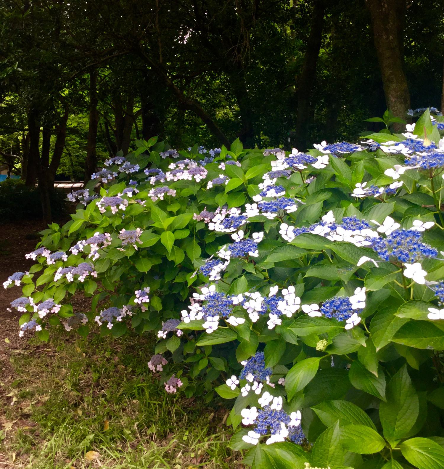 三宝寺池の紫陽花いろいろ 4