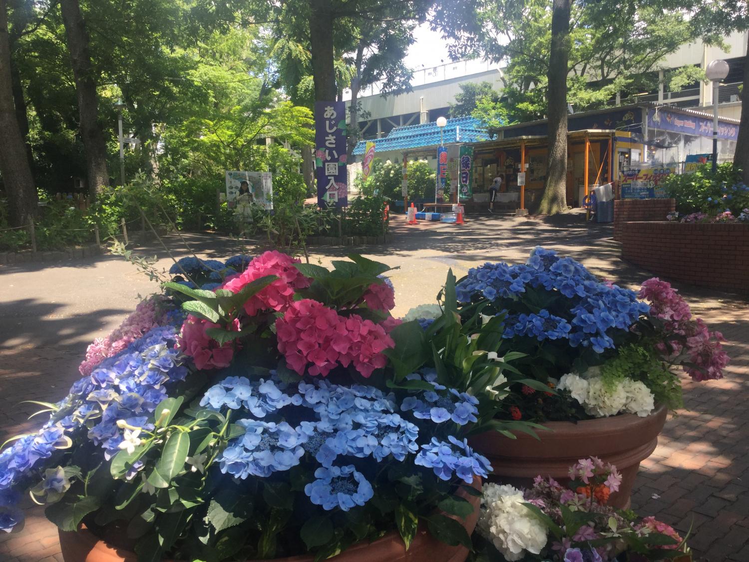 としまえん あじさい祭り 1