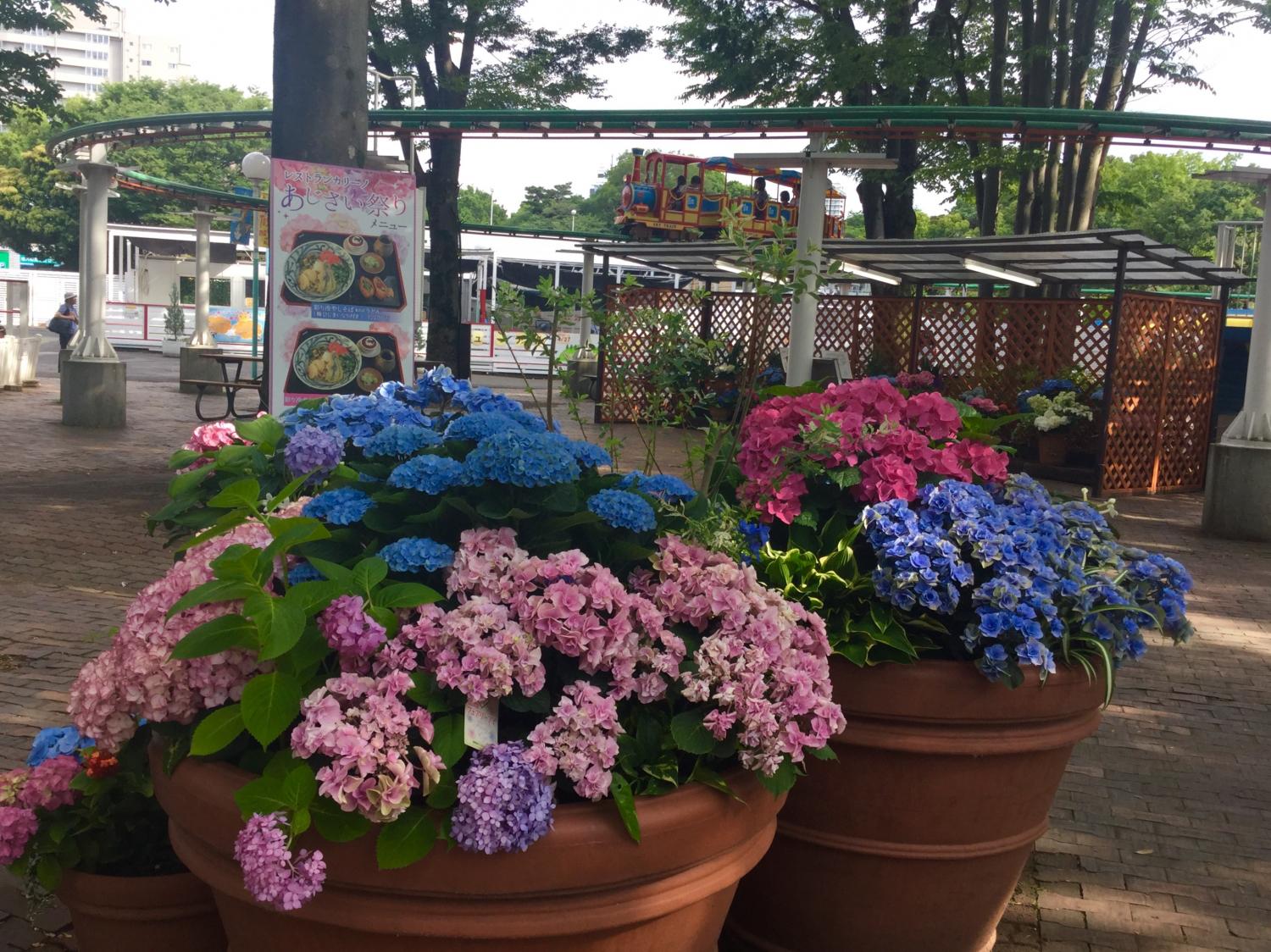 鉢植え展示が見事です 4