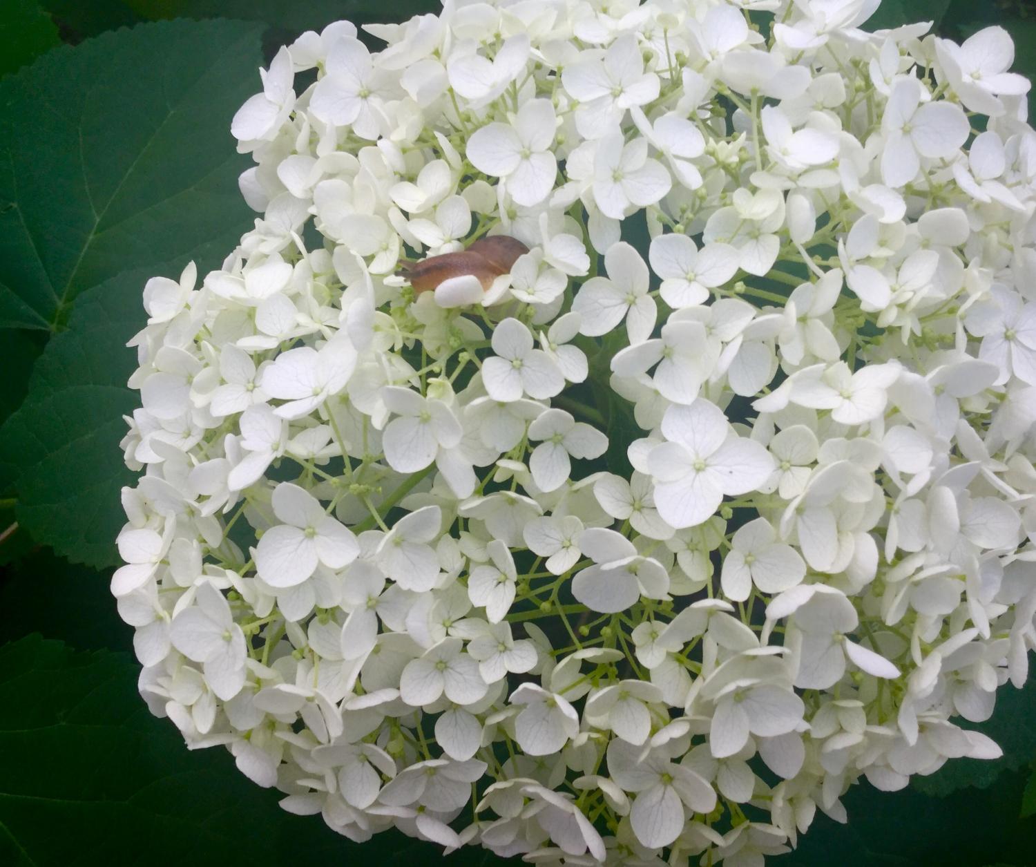 カタツムリの貸し出し 2
