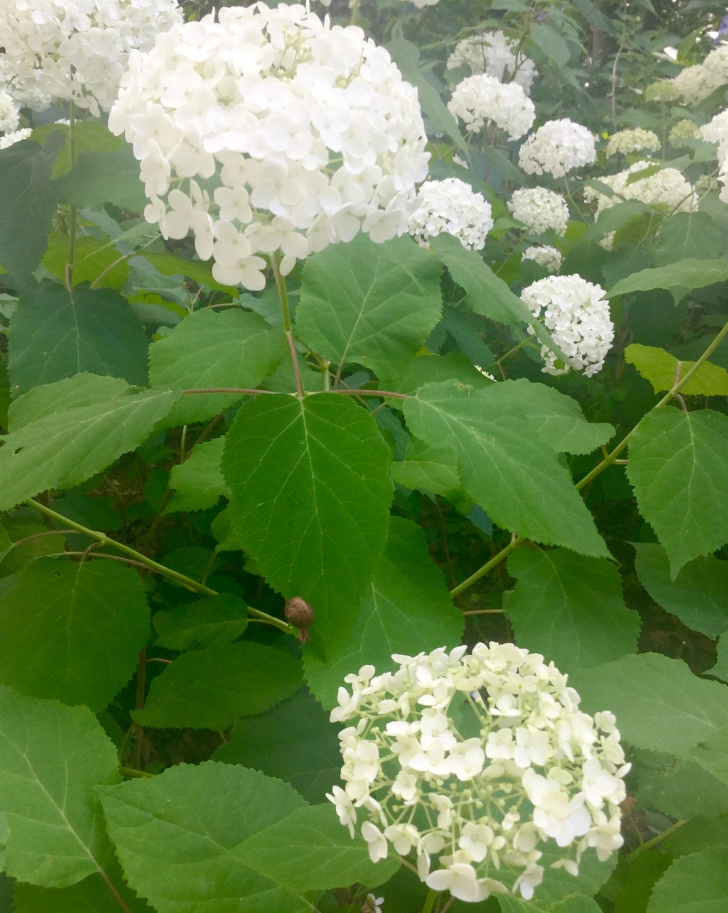 カタツムリの貸し出し 3