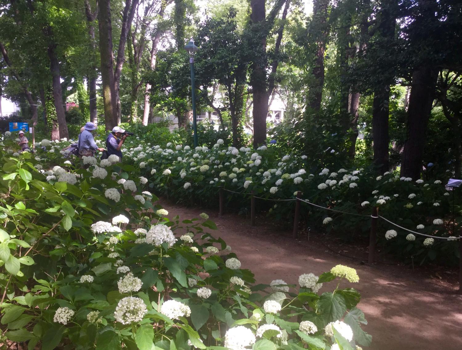 あじさいショー ！ ーとしまえん あじさい祭りー