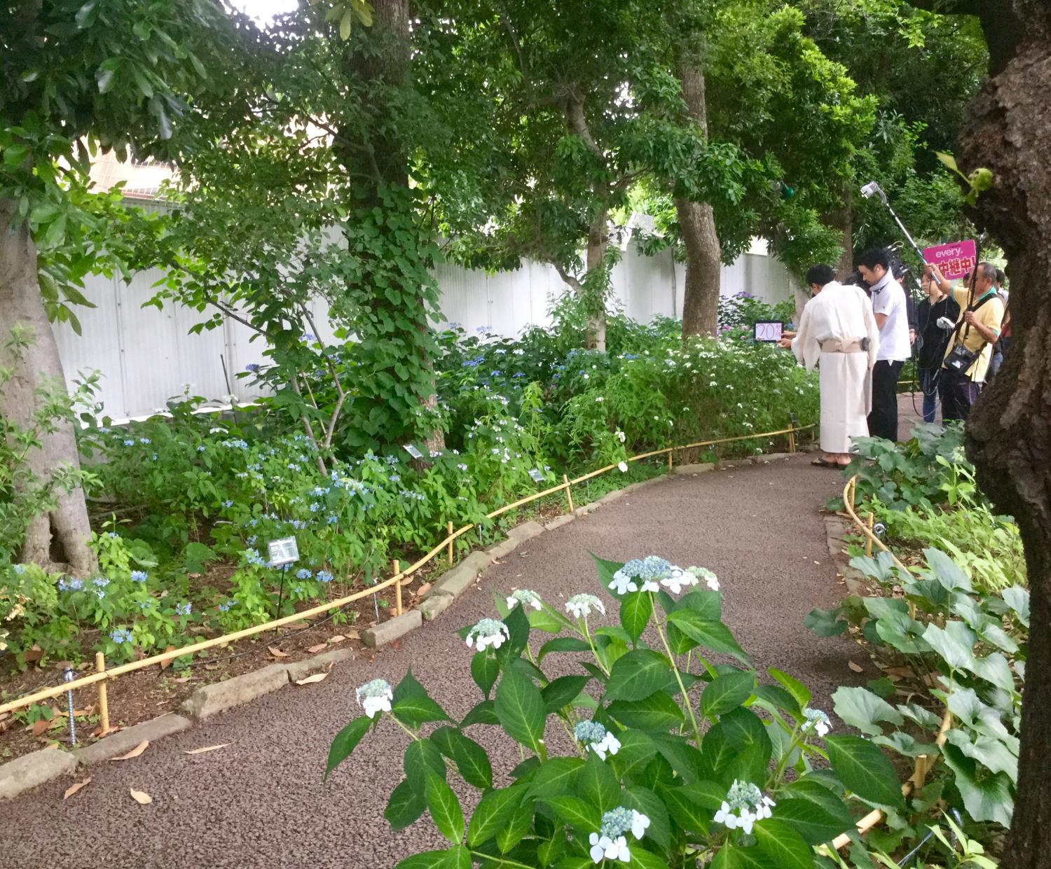 あじさいショー ！ ーとしまえん あじさい祭りー 2