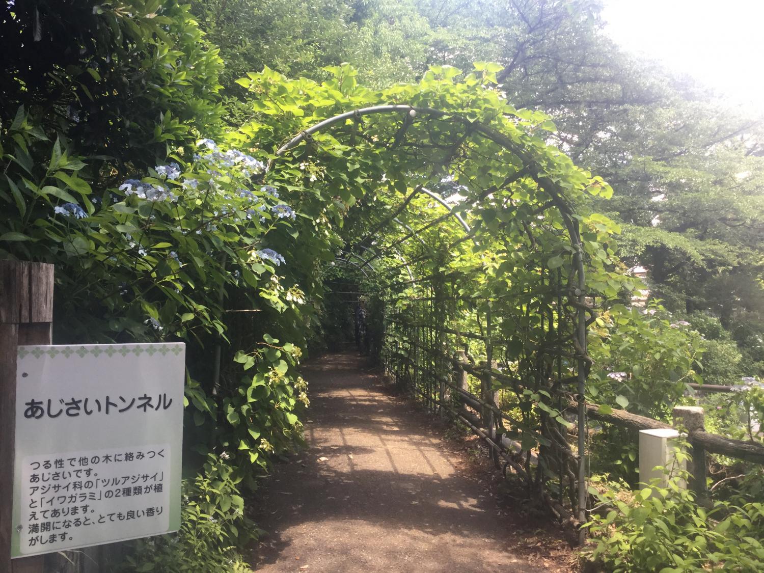 あじさいショー！ーとしまえん あじさい祭りー 3