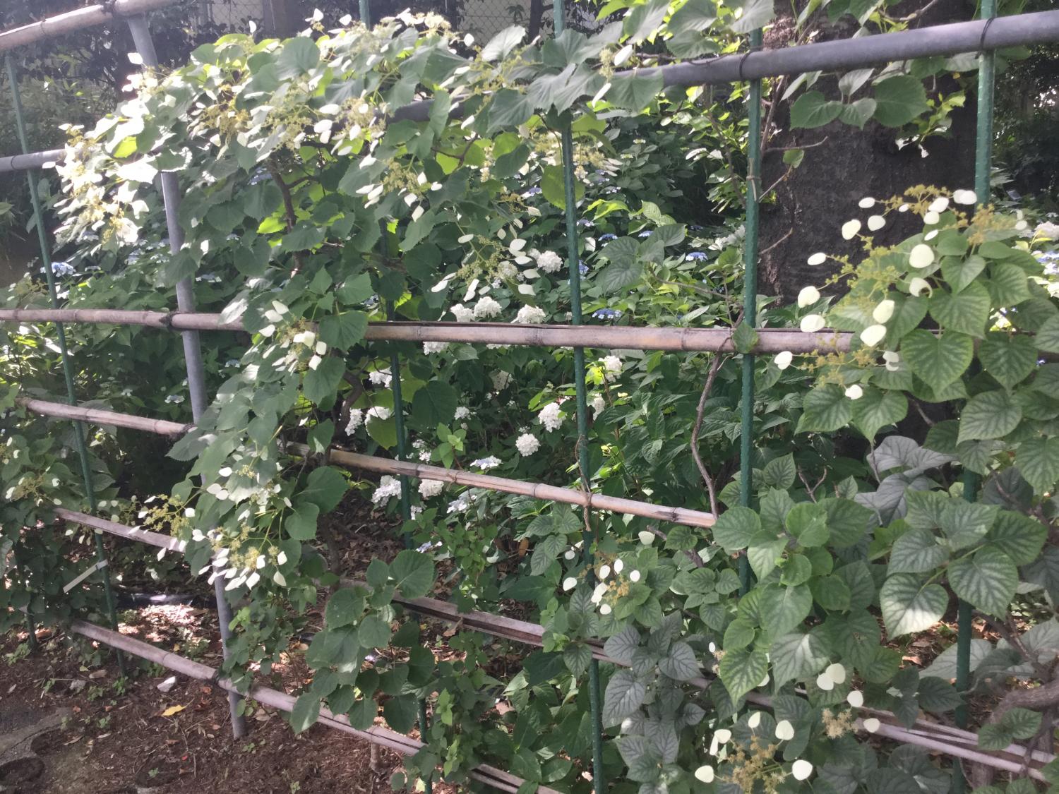 あじさいショー！ーとしまえん あじさい祭りー 4