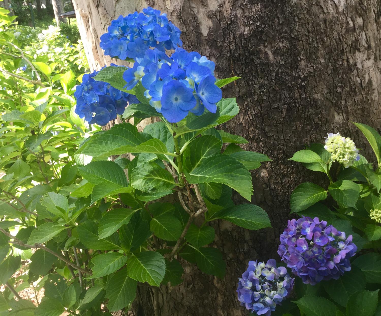 あじさいショー！ーとしまえん あじさい祭りー 4