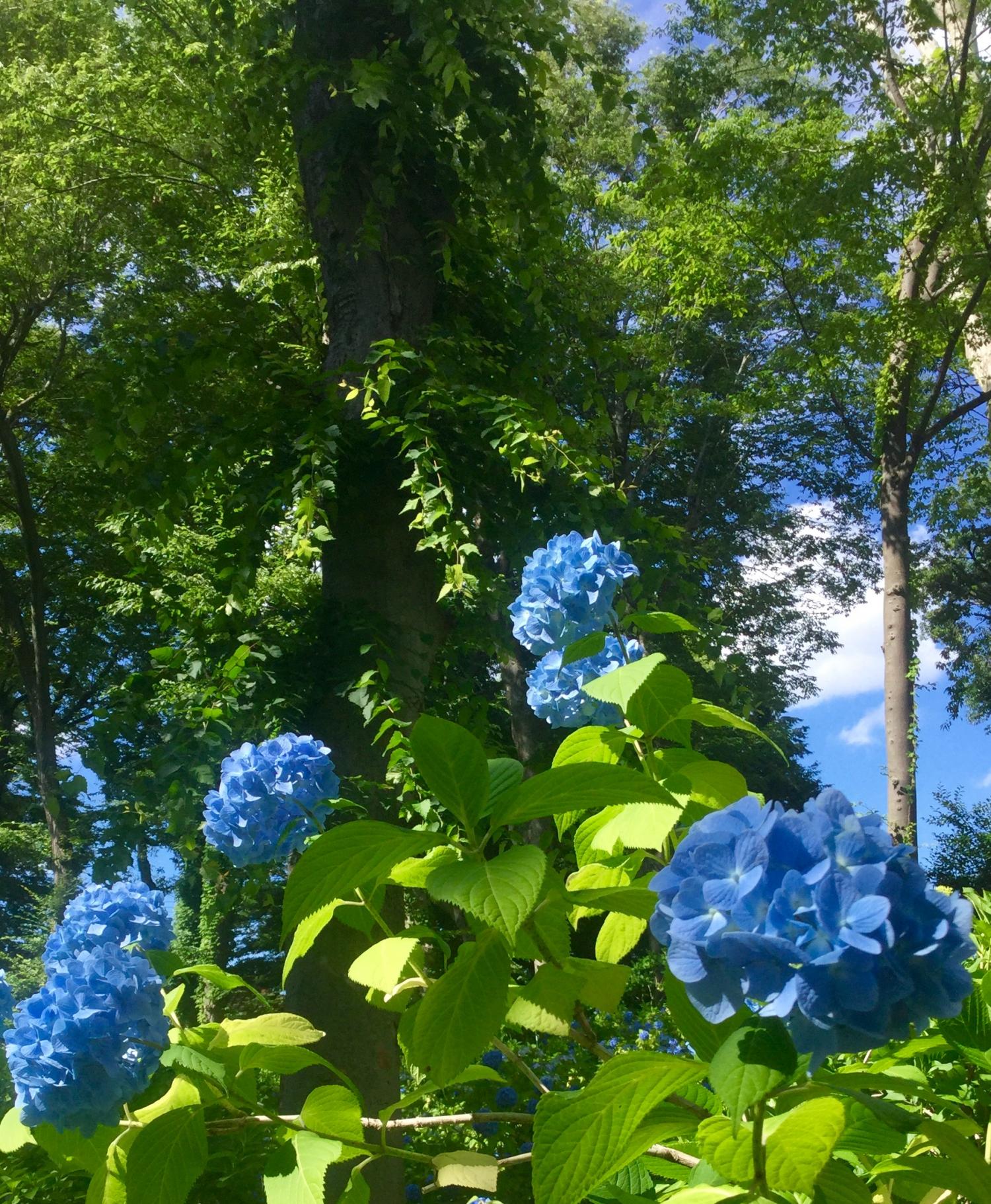 紫陽花表演 和不能收拾起來的紫陽花節ri 珍藏的練馬照相館 珍藏的練馬