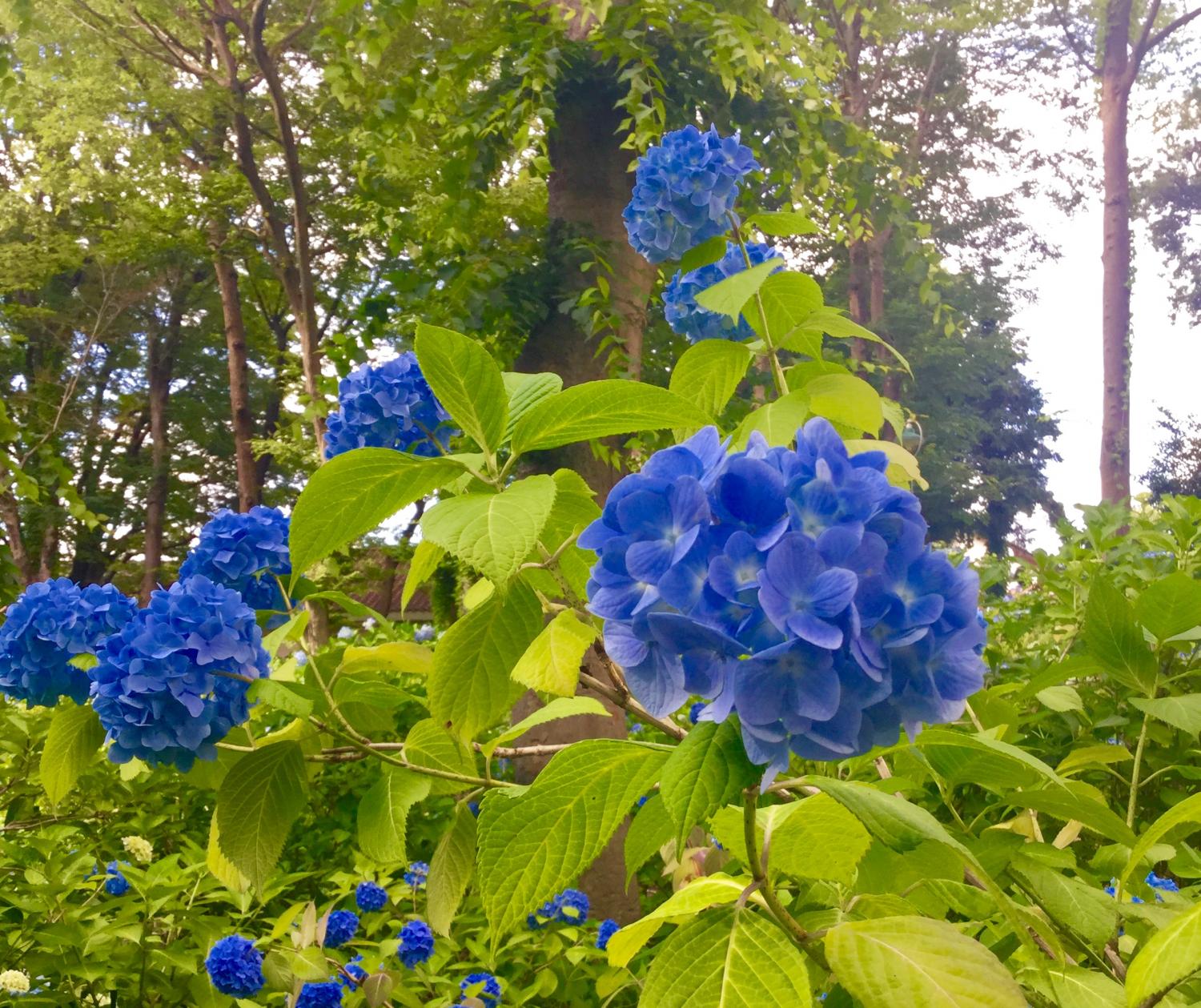 あじさいショー！ーとしまえん あじさい祭りー 2