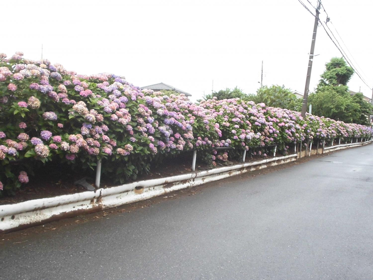 梅雨空に元気を 2