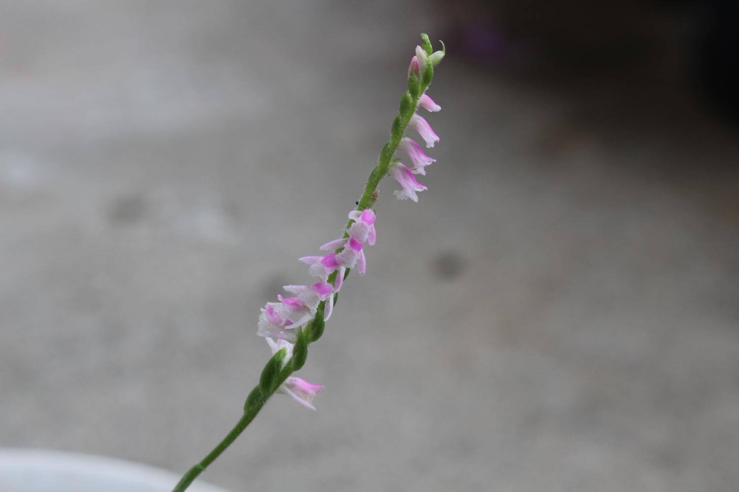 可憐に一輪・捩花（ねじり花とも言います）