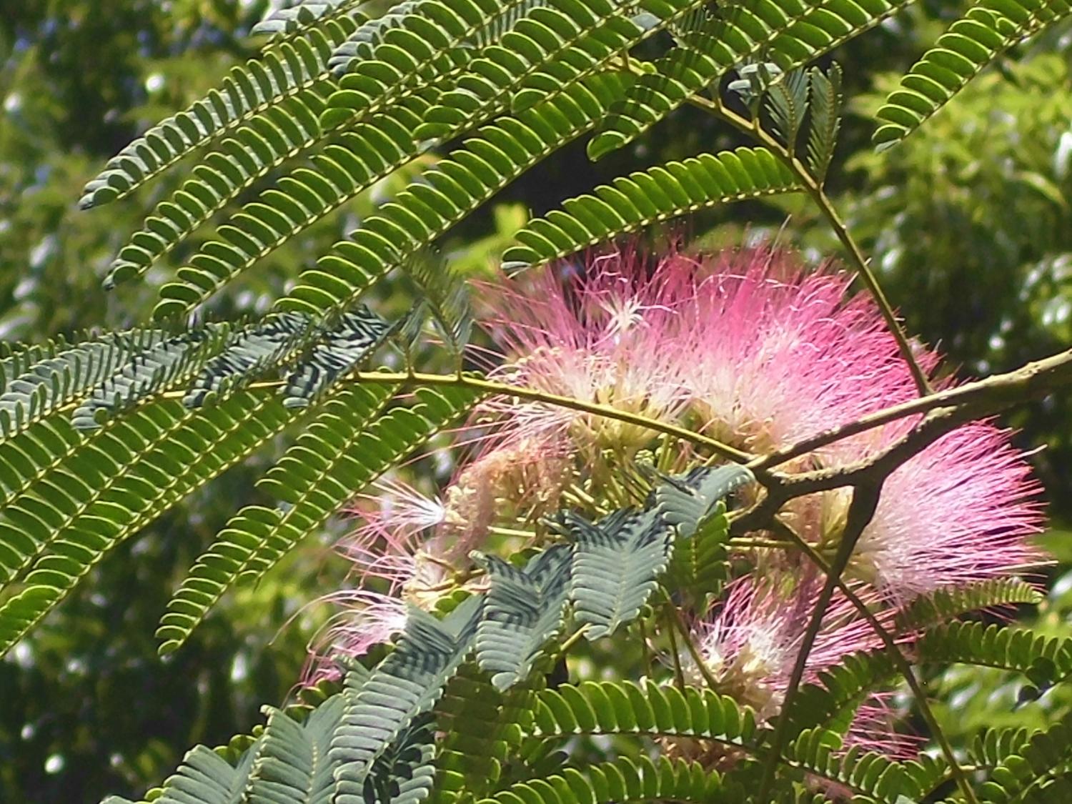 太陽のひかりを浴びて・・合歓の木の花