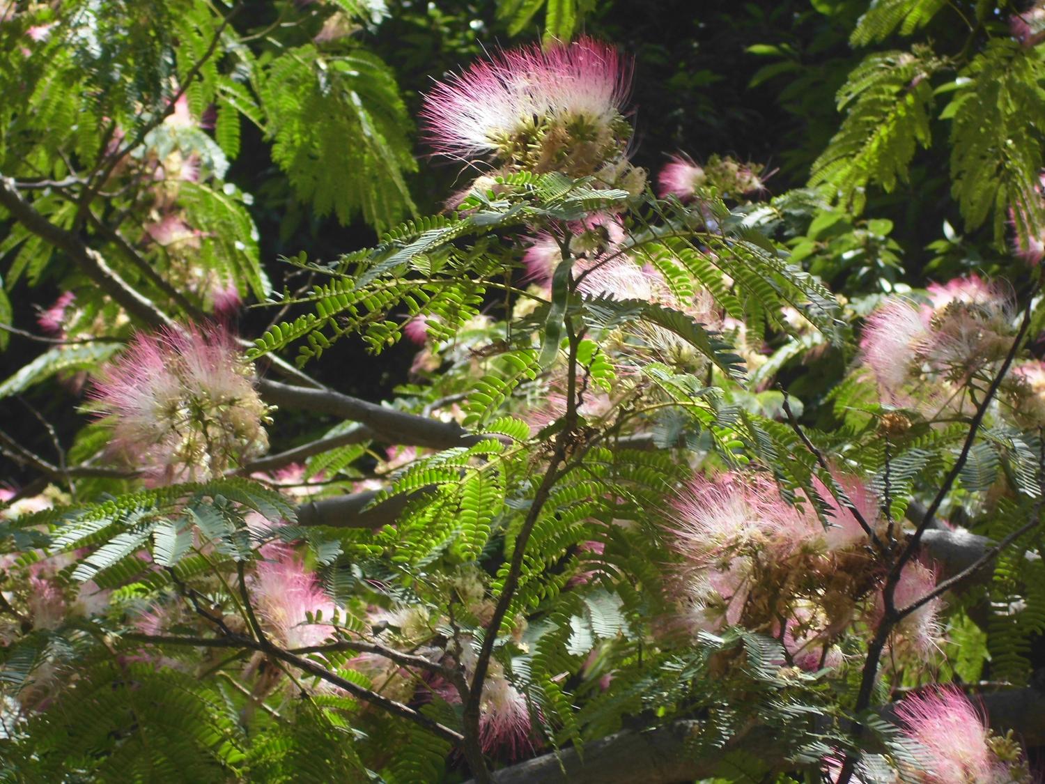 太陽のひかりを浴びて・・合歓の木の花 2