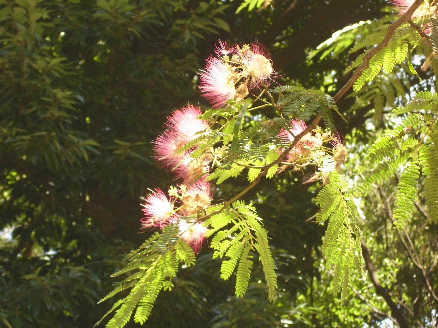 太陽のひかりを浴びて・・合歓の木の花 3