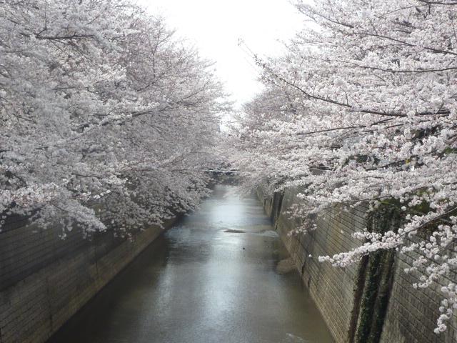桜見橋の桜 1