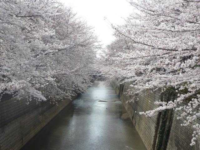 桜見橋の桜 画像