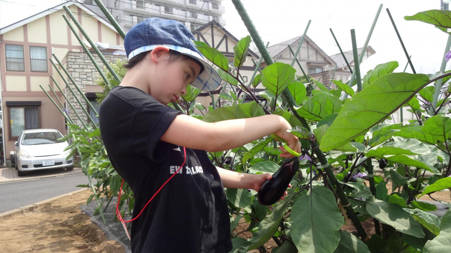 GO!GO!農業探検隊!!野菜収穫編 2