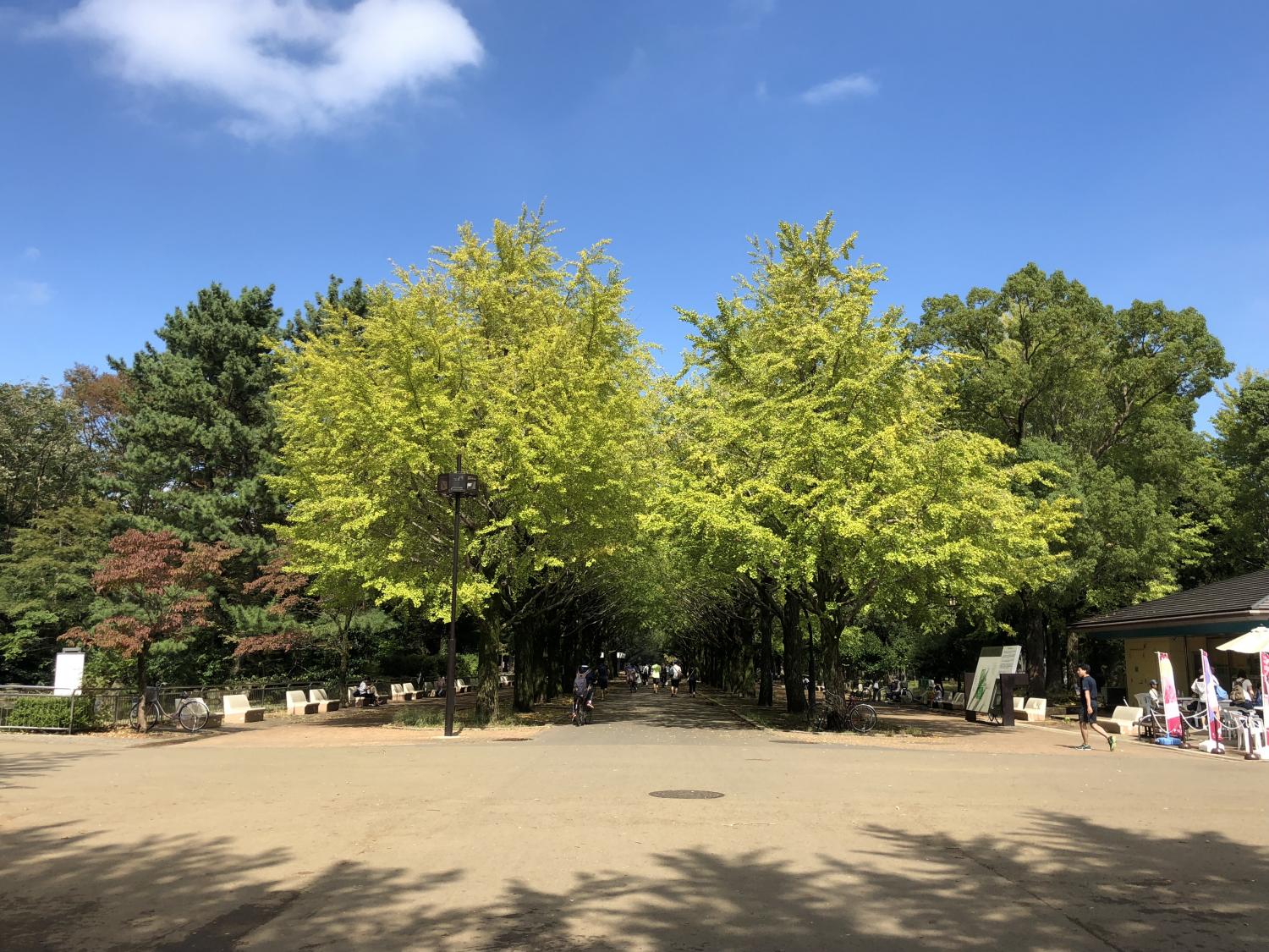 色づくイチョウ並木