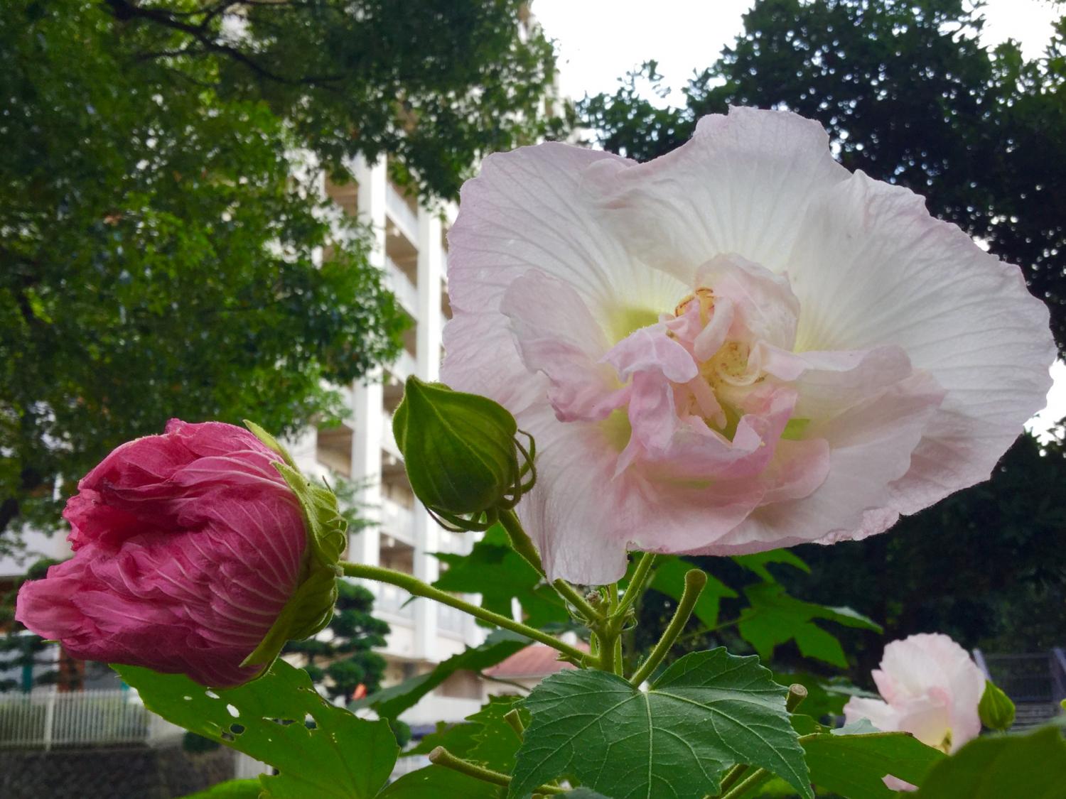 素敵な酔芙蓉 1