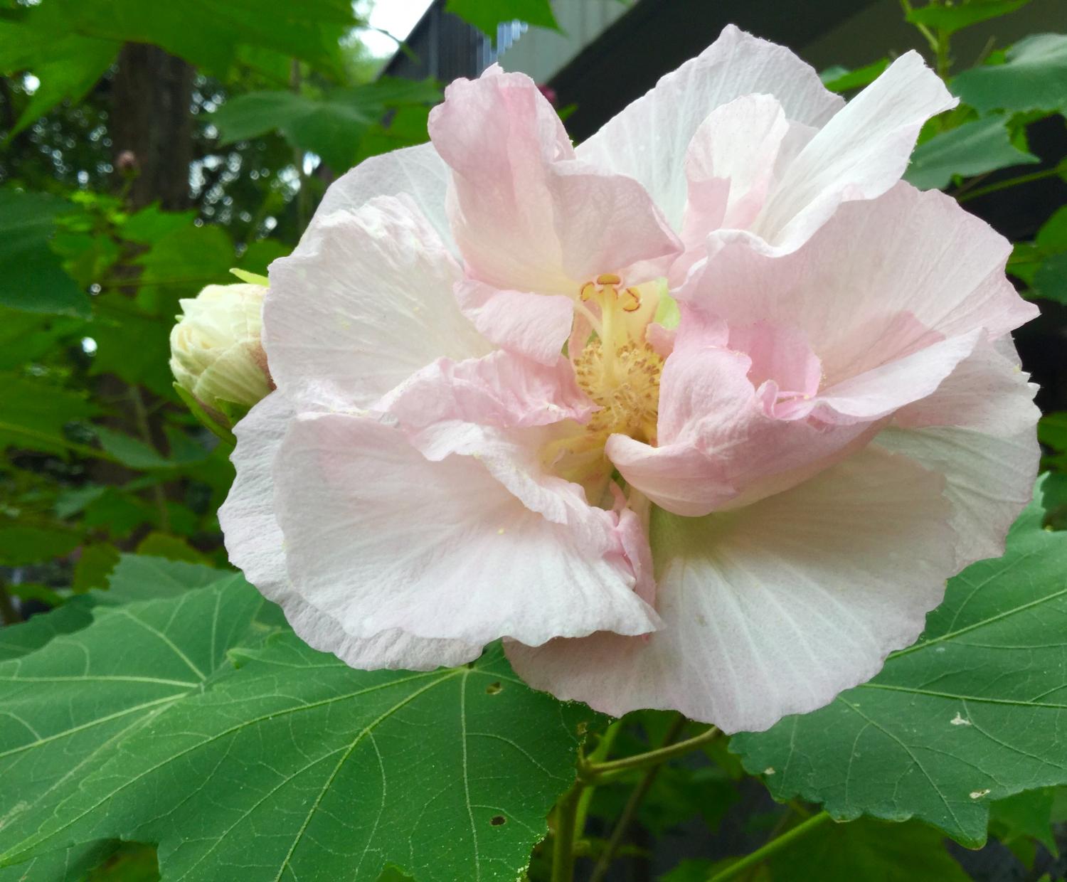 素敵な酔芙蓉 2