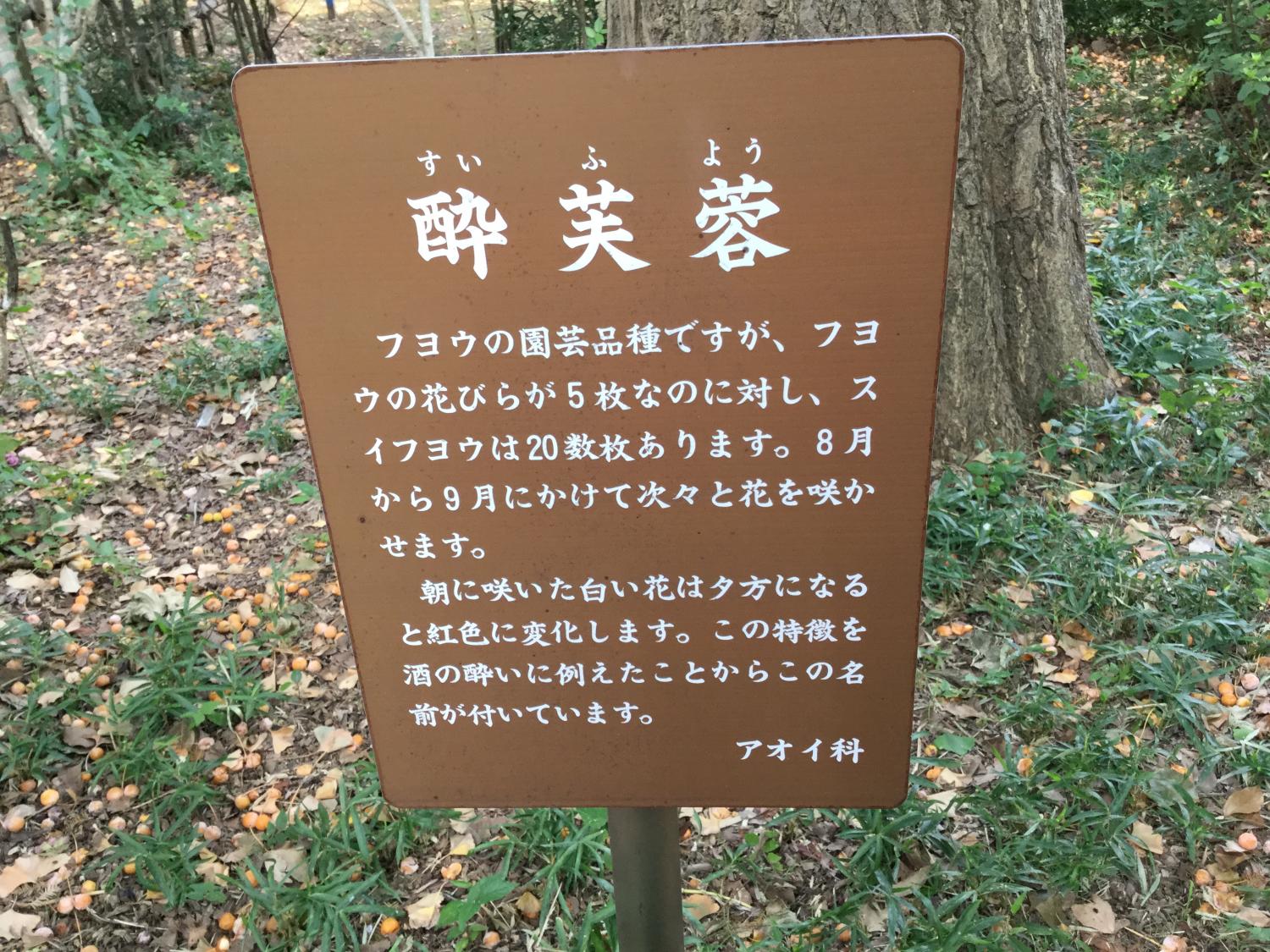 素敵な酔芙蓉 3