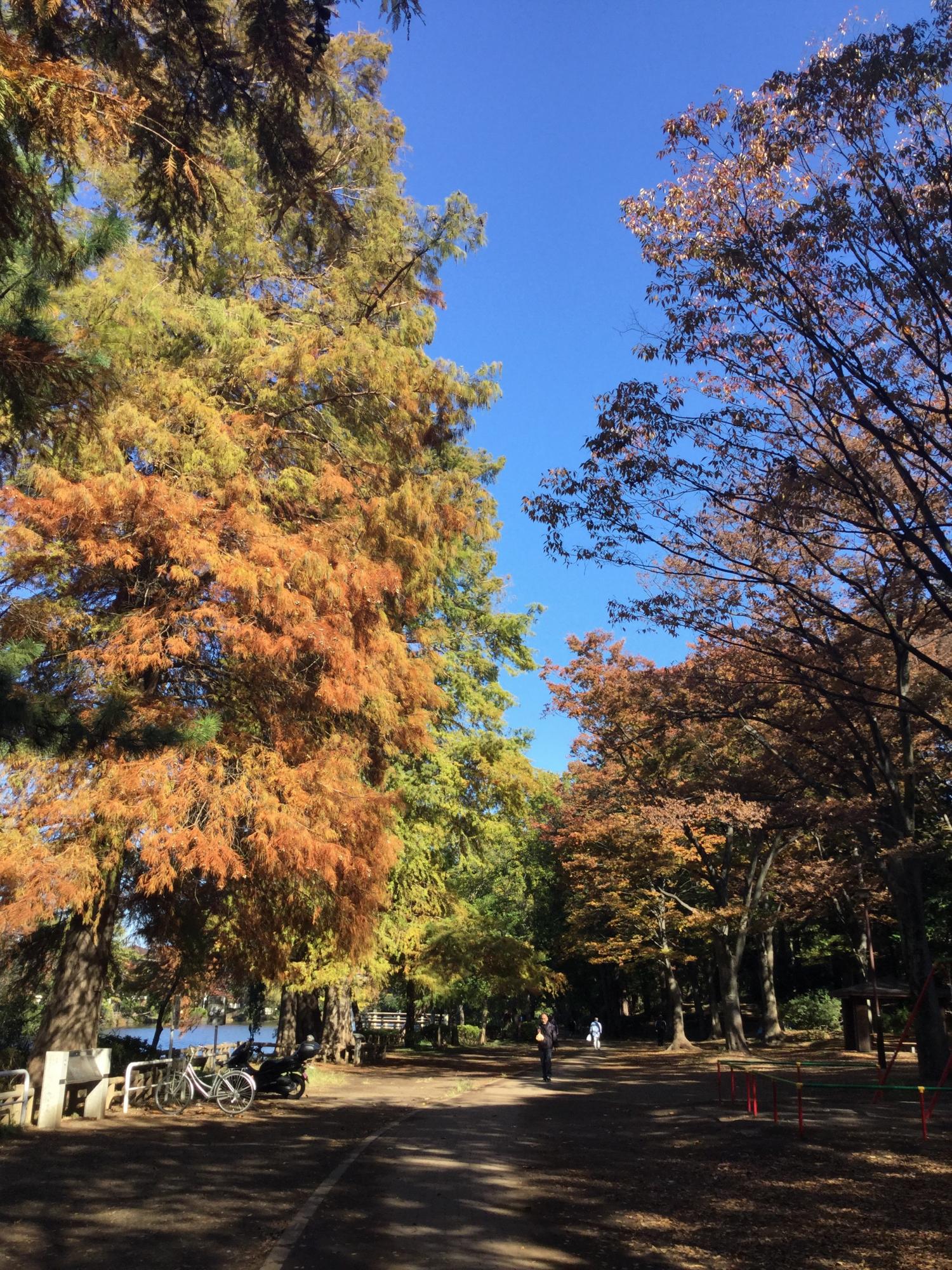 石神井公園 大好き！ 画像