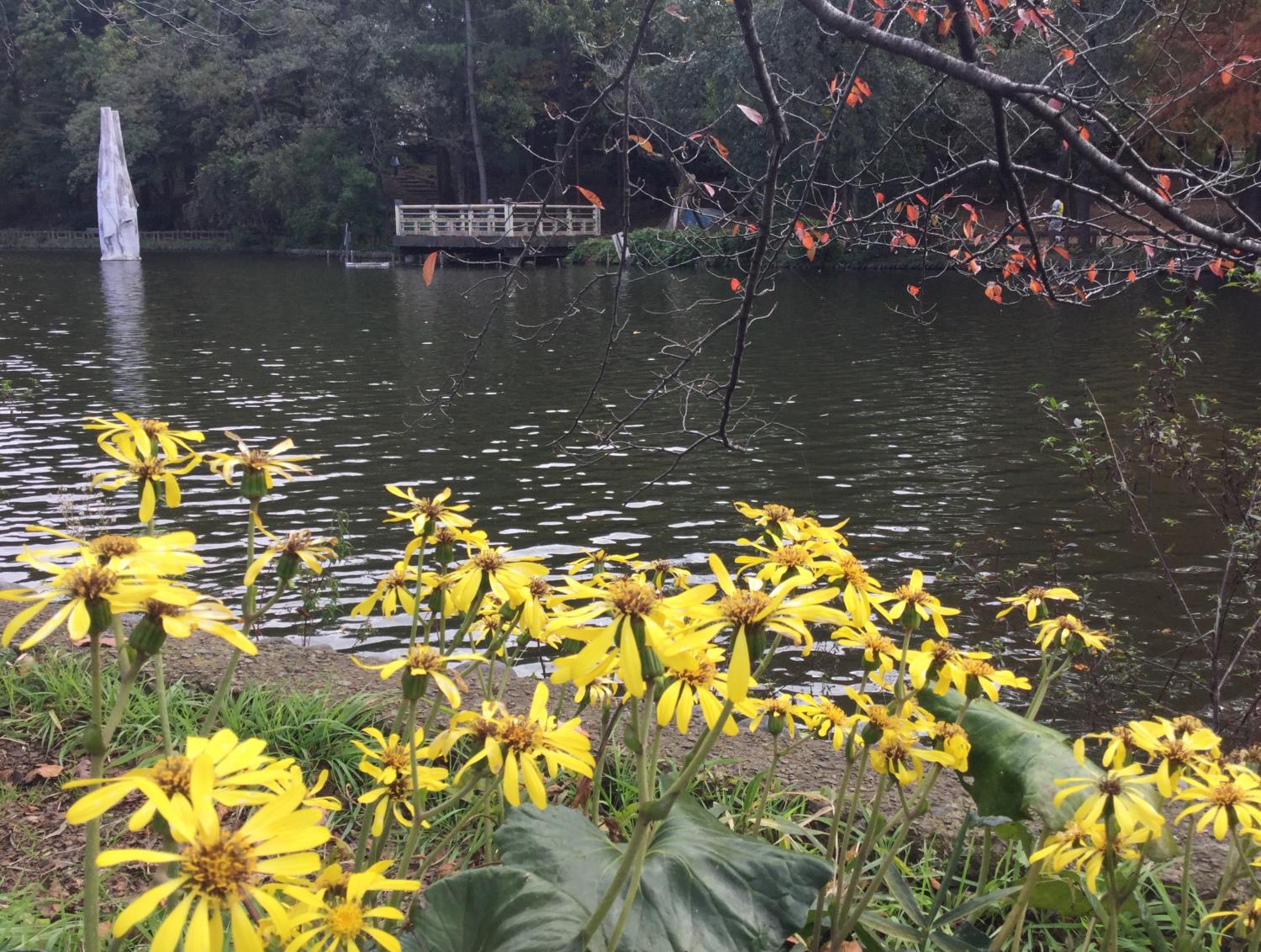 石神井公園 大好き！ 2