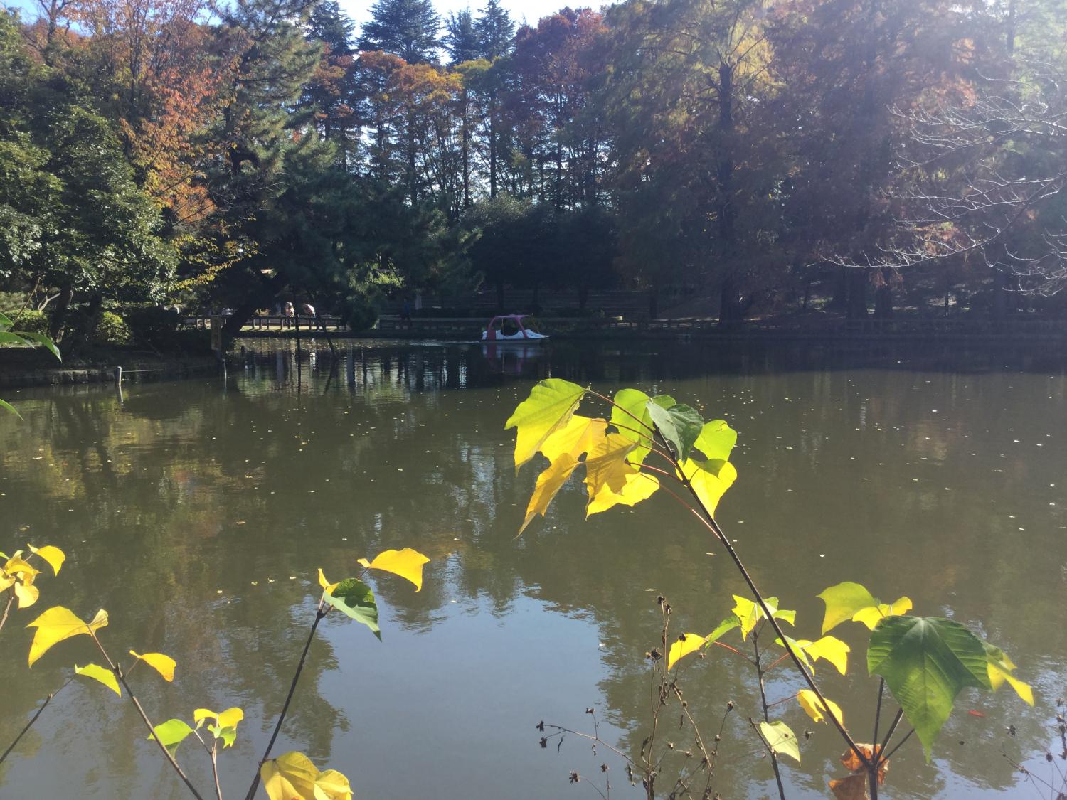 石神井公園 大好き！ 3