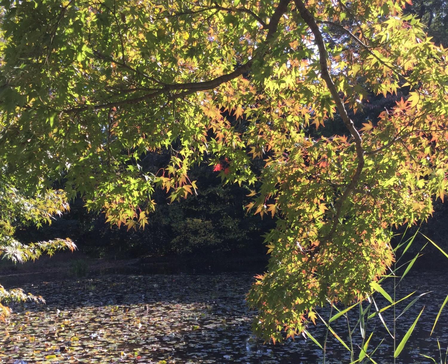 石神井公園 大好き！ 4