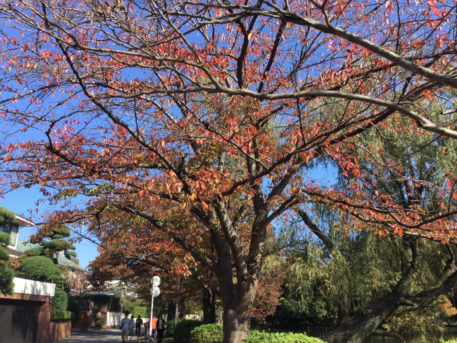 石神井公園 大好き！ 2