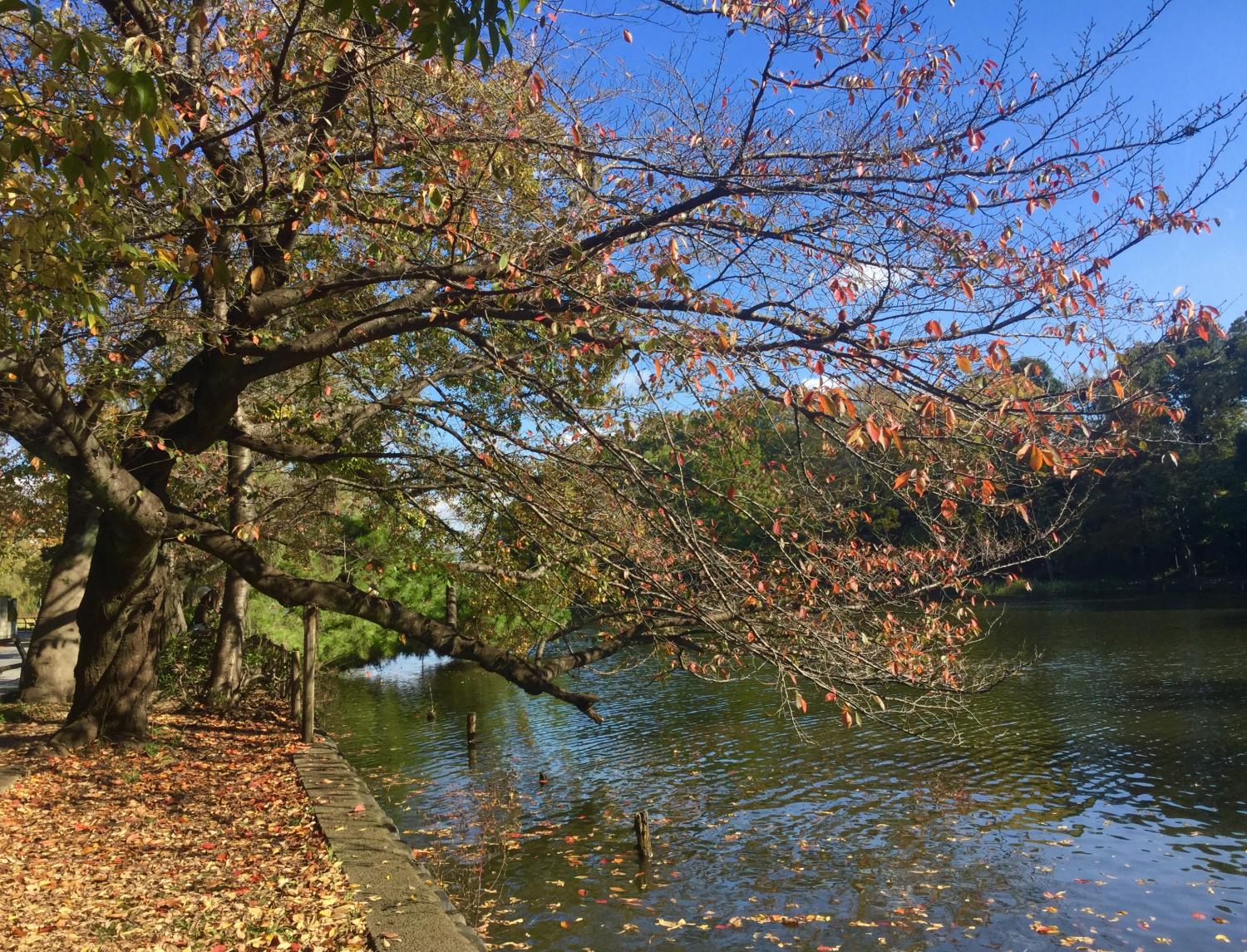 石神井公園 大好き！ 4