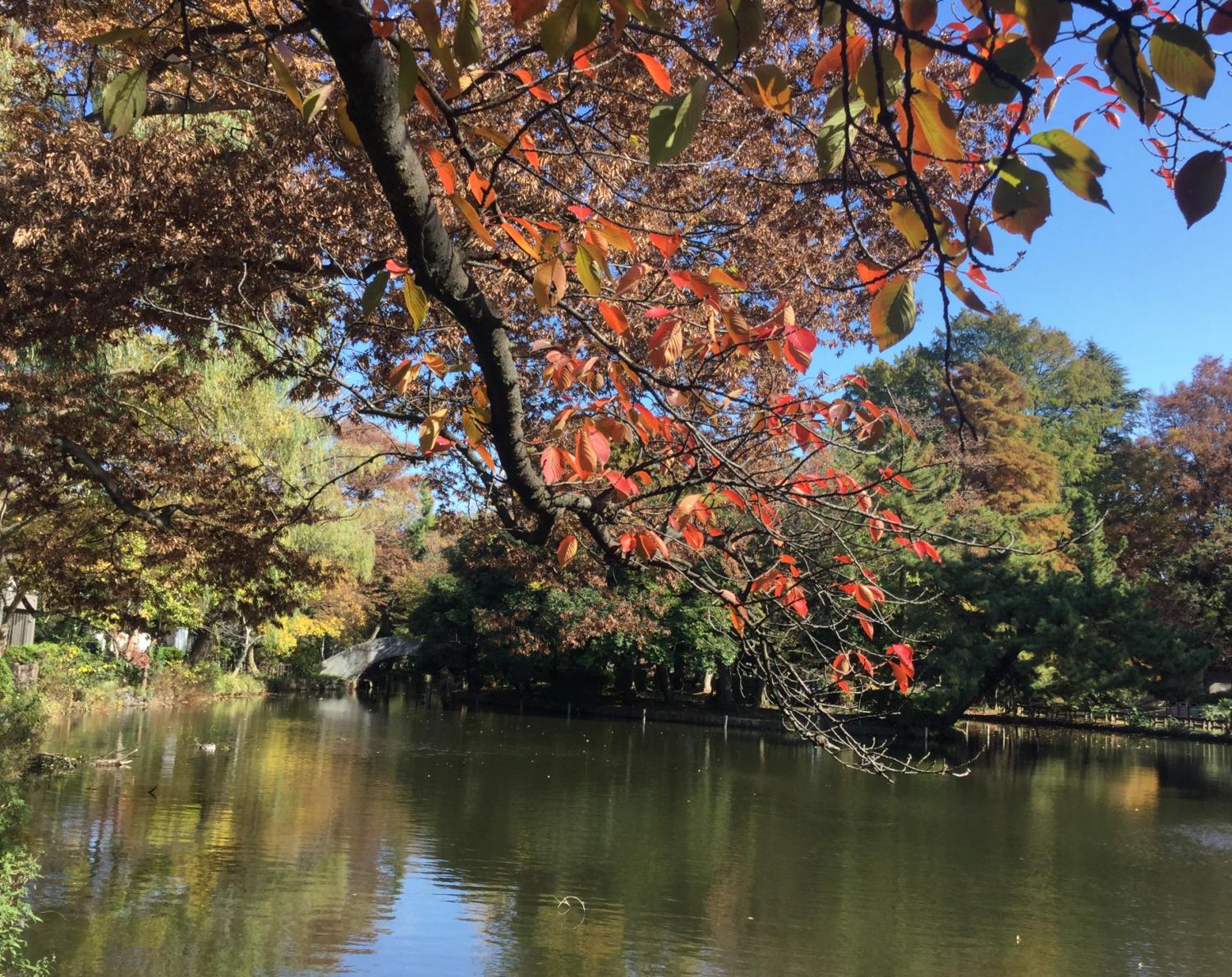 石神井公園を散策しよう！ 2