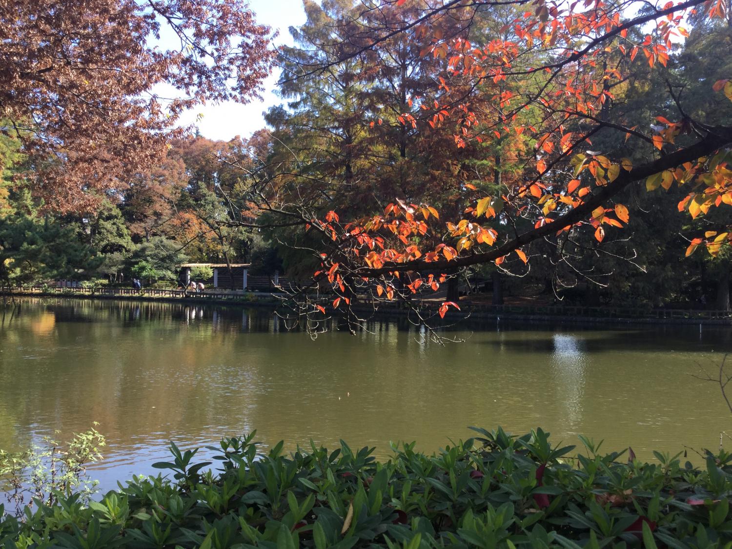 石神井公園を散策しよう！ 3