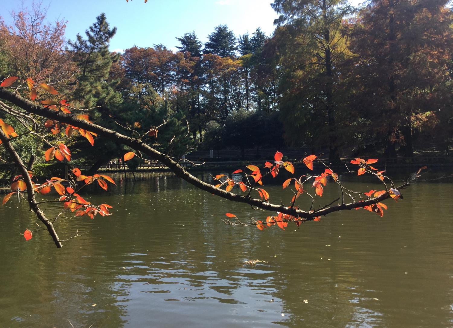 石神井公園を散策しよう！ 4
