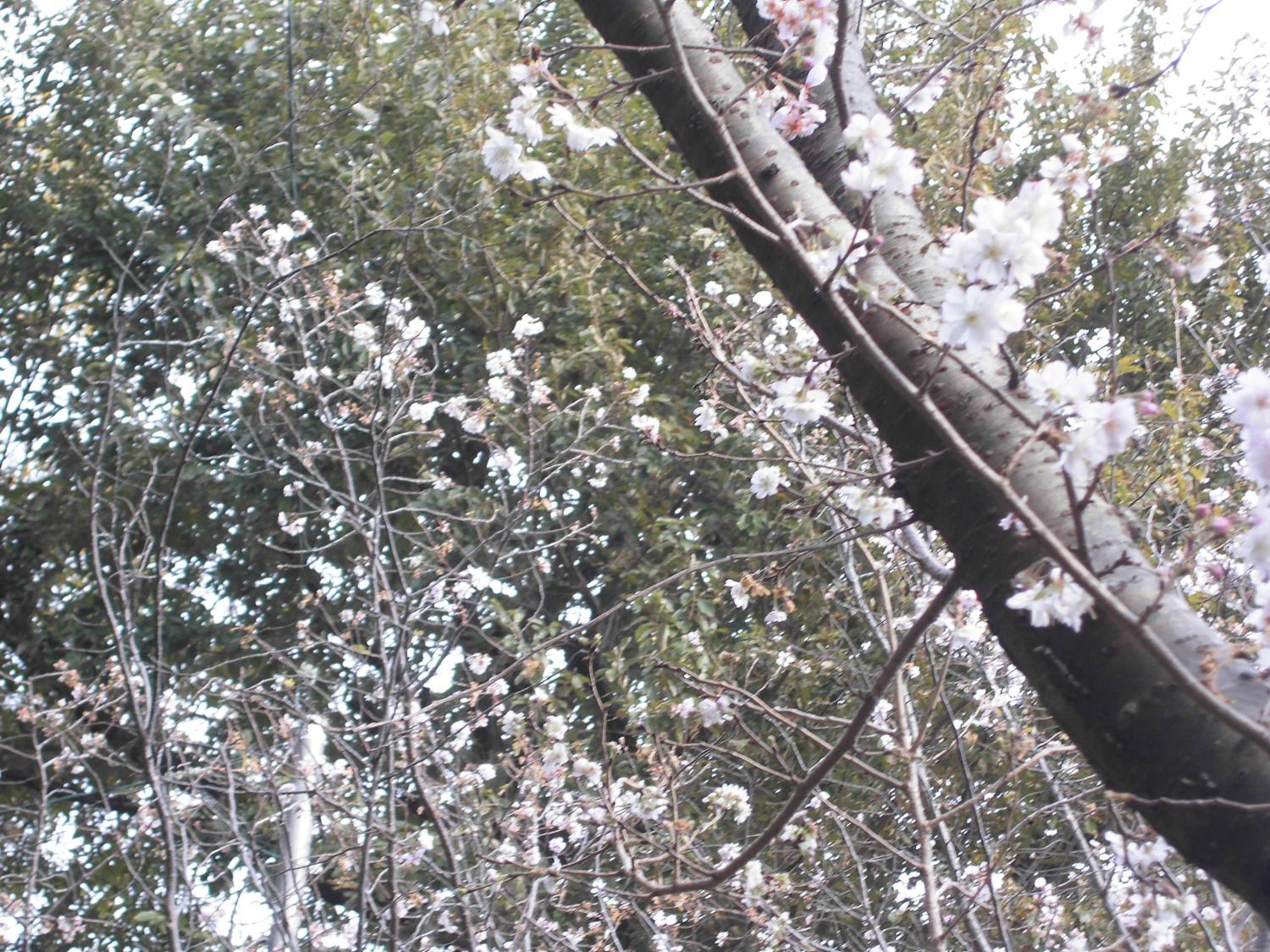 冬桜が今年も咲く 1