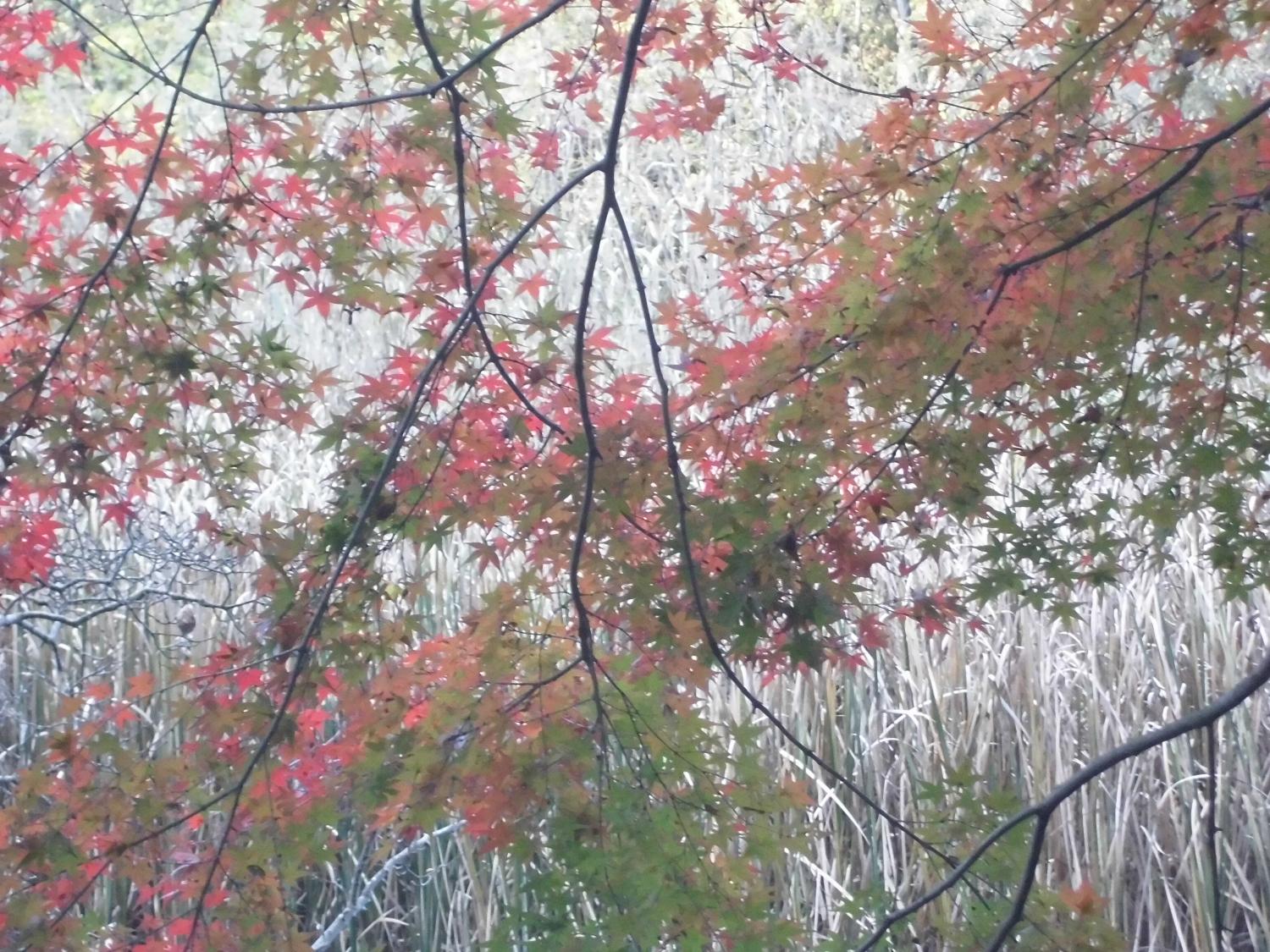 石神井公園：紅葉 画像